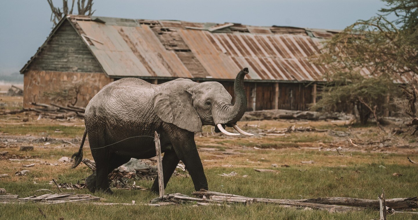 This elephant sighting was like a scene out of an end-of-the-world movie with the abandoned Amboseli Lodge in the background. ⁠
⁠
It was a an eerily beautiful moment watching this Ellie walking through the remains of this old hotel, the land being re