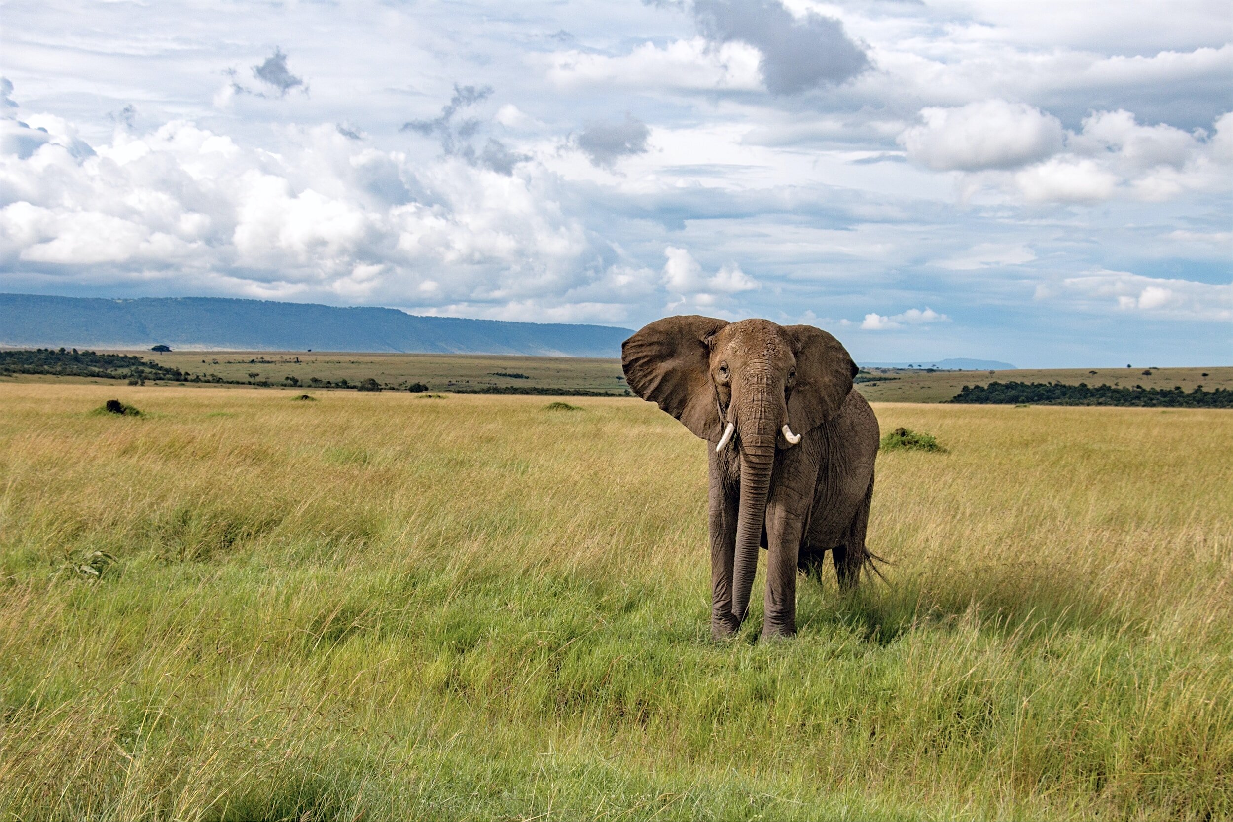Beyond the Big Five: The Unseen Power of Africa’s Keystone Species