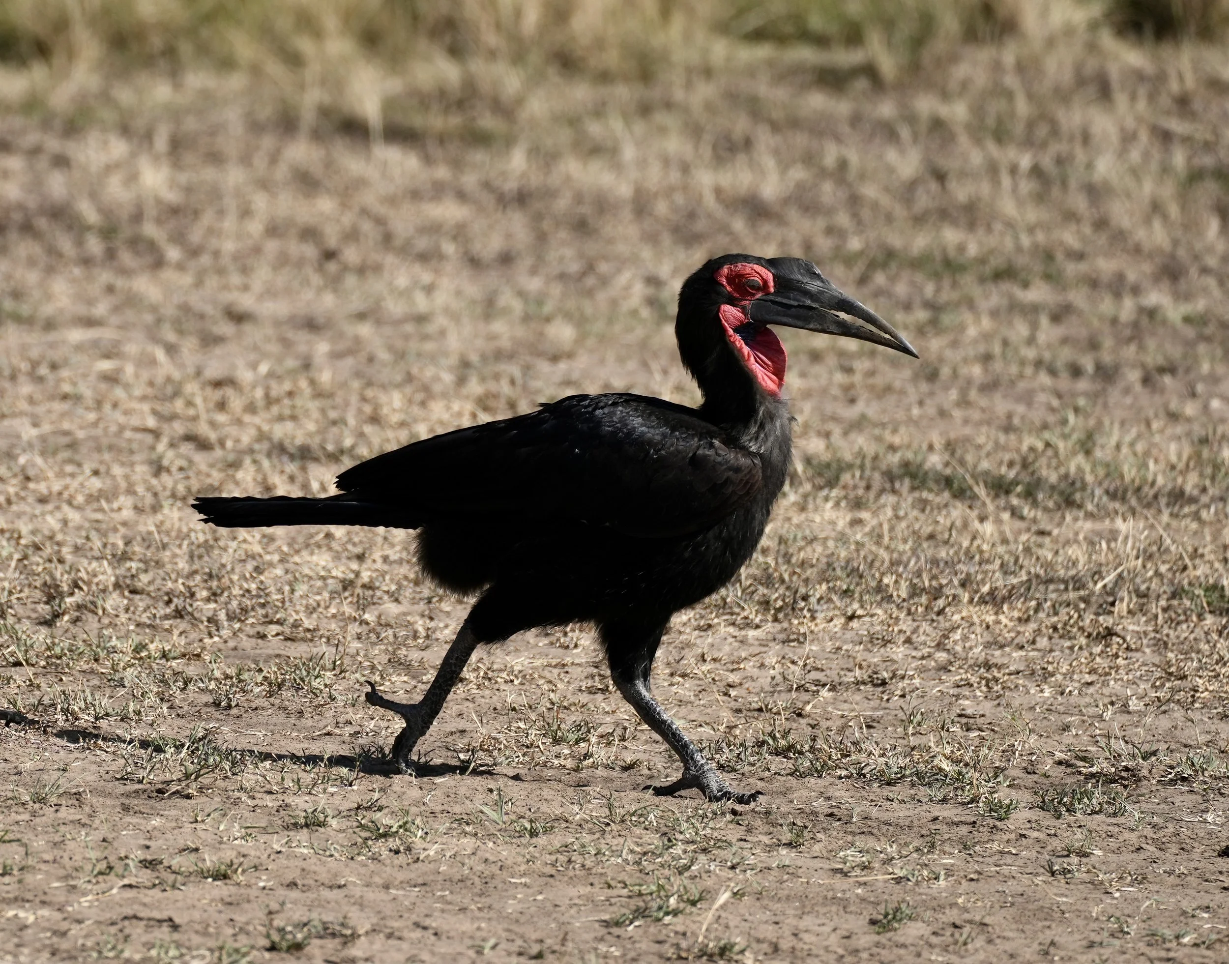 The Majestic Southern Ground Hornbill: Africa’s Must-See Safari Bird