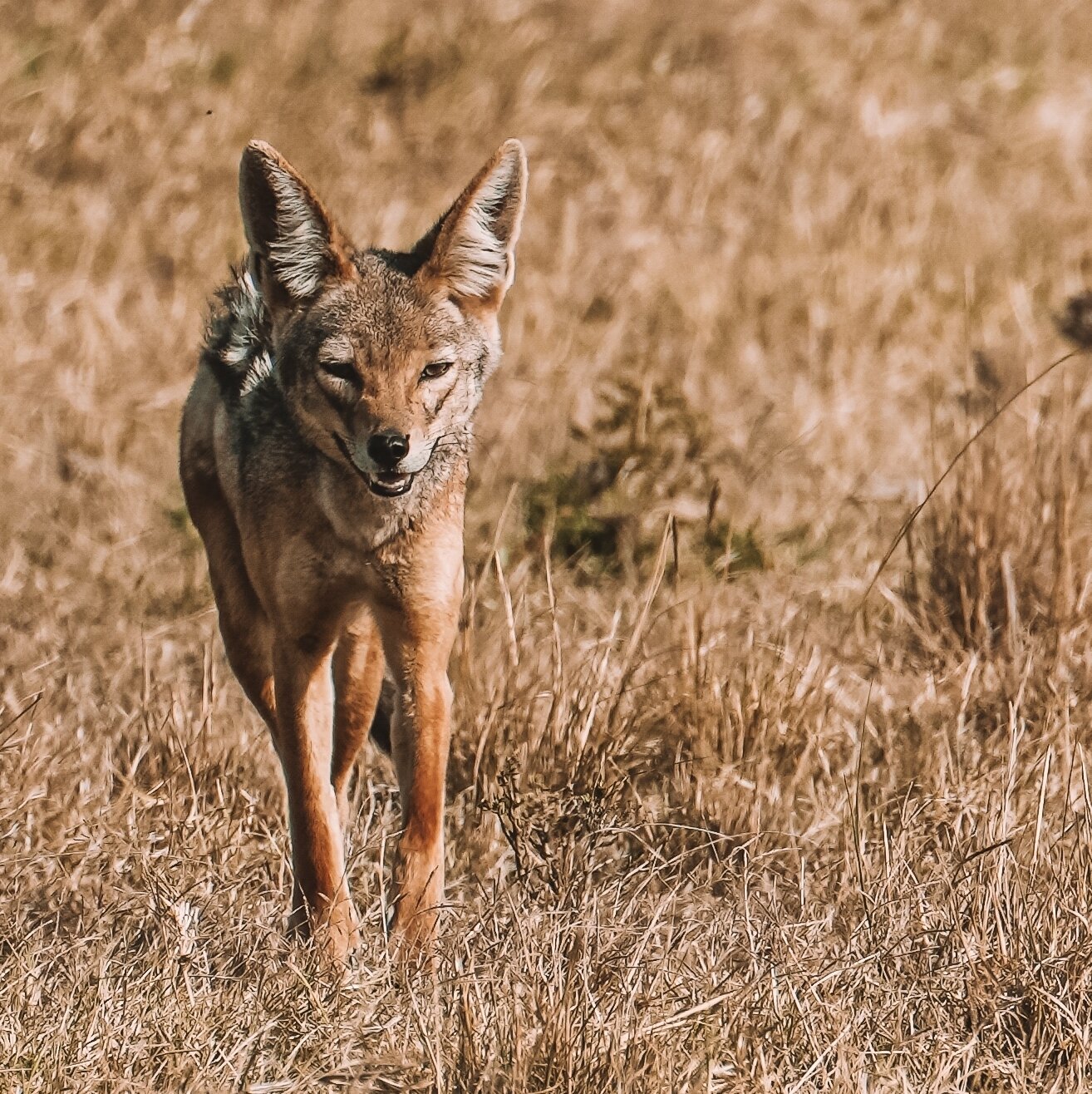 🦊 A Glimpse into Ancient Times 🌍 ⁠
The black-backed jackal is one of the oldest dog species revealed by fossil deposits. ⁠
⁠
These captivating creatures have roamed our planet virtually unchanged since the Pleistocene epoch &mdash; a testament to t