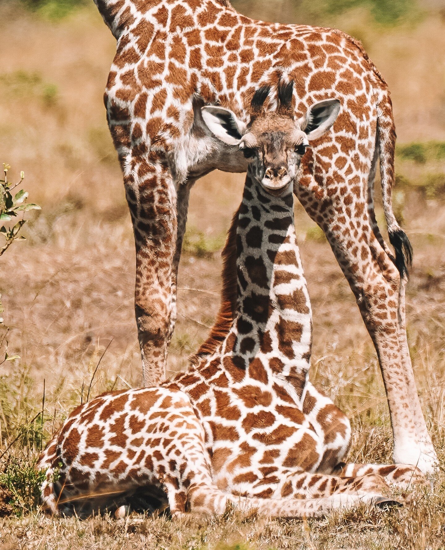 🦒 Did You Know? ⁠
⁠
While giraffes are often seen gracefully standing and reaching for treetop snacks, they do, in fact, lie down. ⁠
⁠
Lying down and getting up can be a vulnerable process for these tall creatures, making them cautious about when an