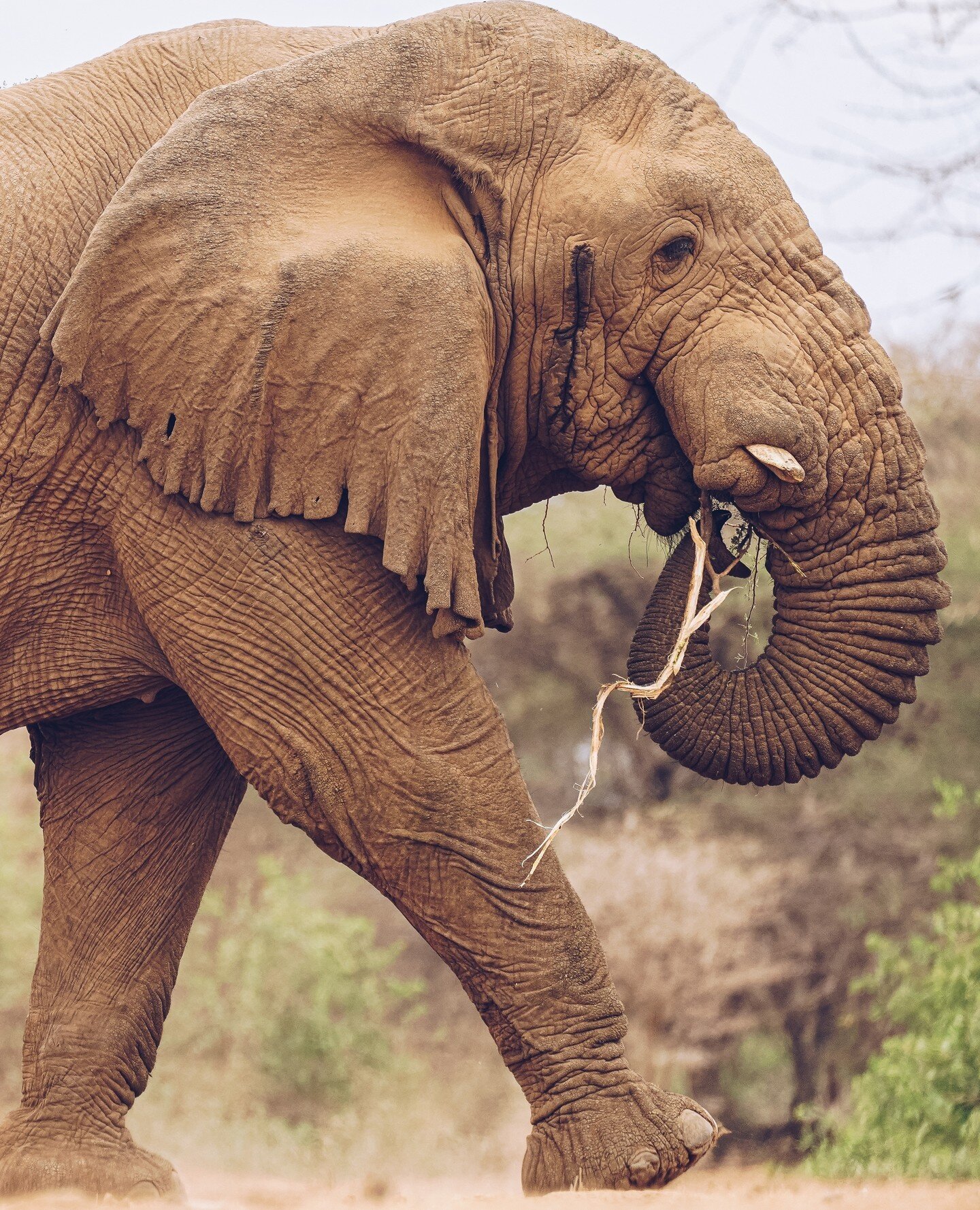 Mr Grumpy 🐘🥰⁠
This aptly named old elephant roams the savannah in the Shompole Conservancy and can often be seen near Shompole Wilderness camp. ⁠
⁠
But make sure to keep your distance, he's earned his reputation!