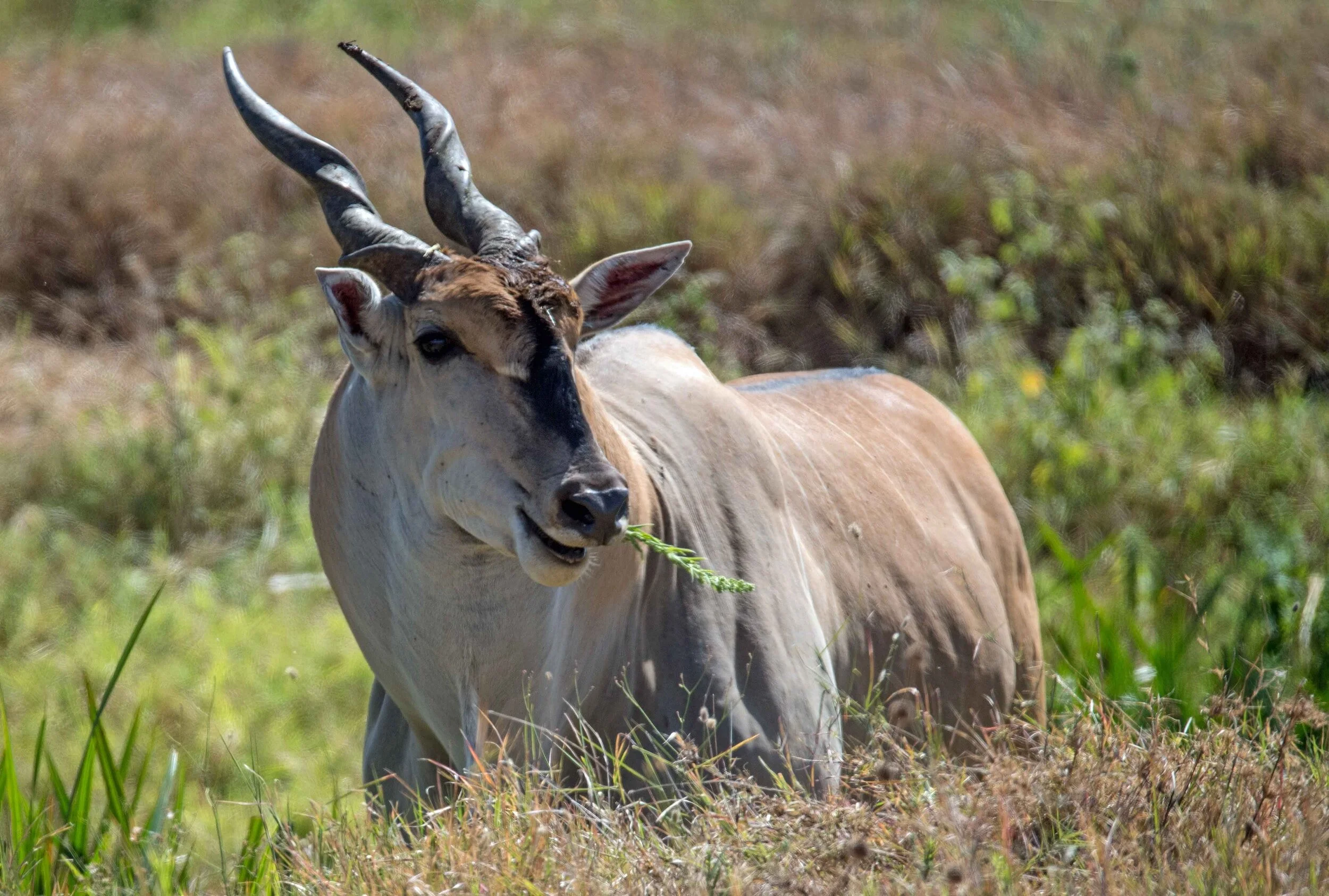 The Majestic Eland: 5 Fun Facts