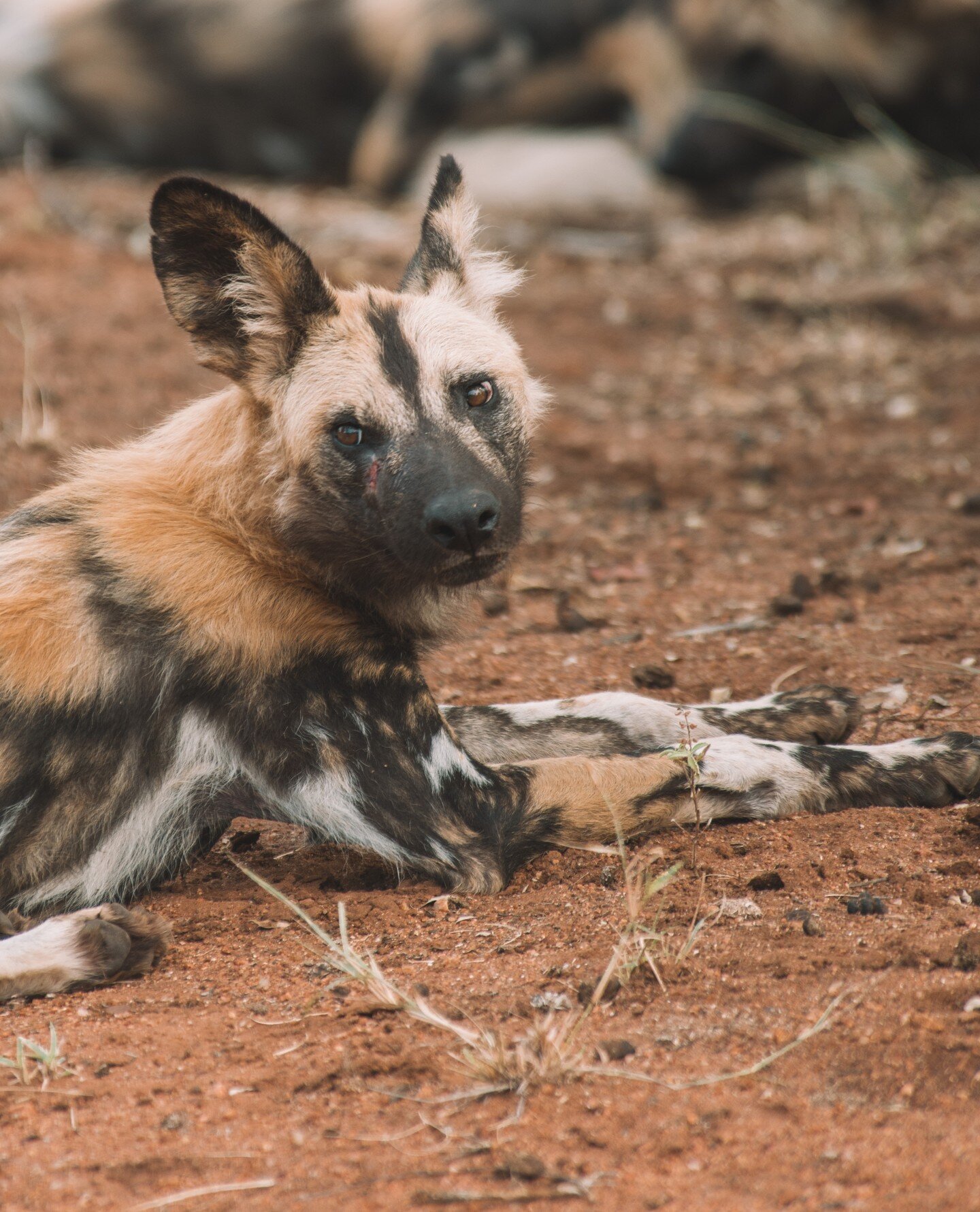 The African wild dog, also known as the painted wolf, is one of the continent's most endangered predators. 🐾🐕️⁠
⁠
With a distinct pattern on their fur, no two individuals are the same. Their tight-knit pack structure and cooperative hunting techniq