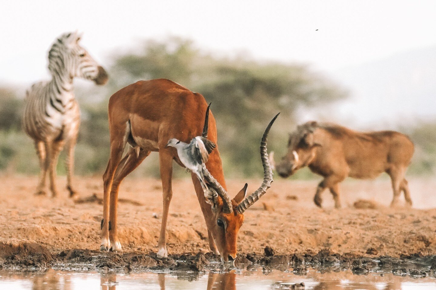 It's all going on around the waterhole. 💦📸⁠
⁠
We had the most magical morning sitting at the Shompole Photography Hide at Shompole Wilderness and had so many different species coming to drink right before us.⁠
⁠
It's one of my new favourite ways to