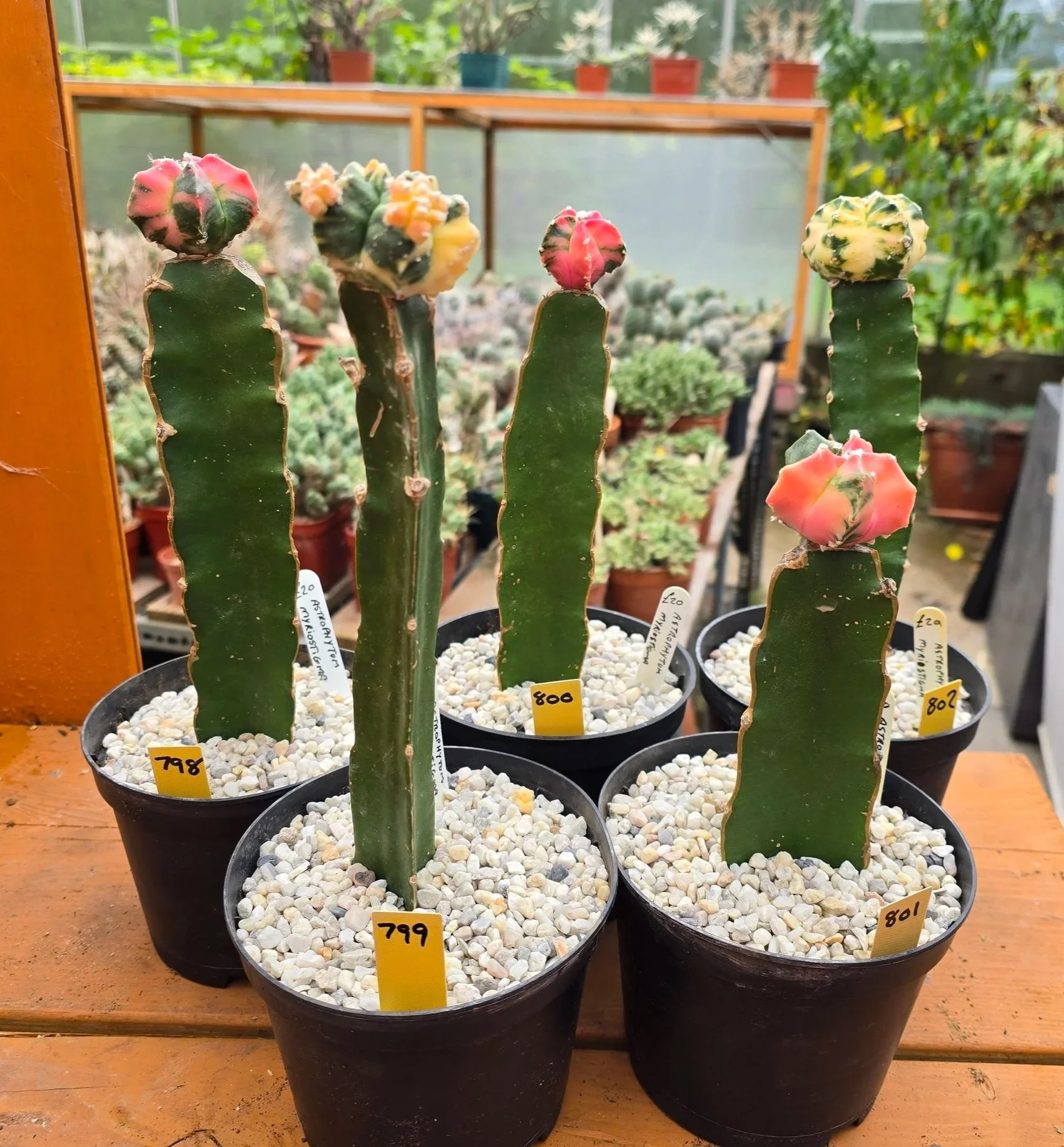 ASTROPHYTUM MYRIOSTIGMA VARIEGARED GRAFTED