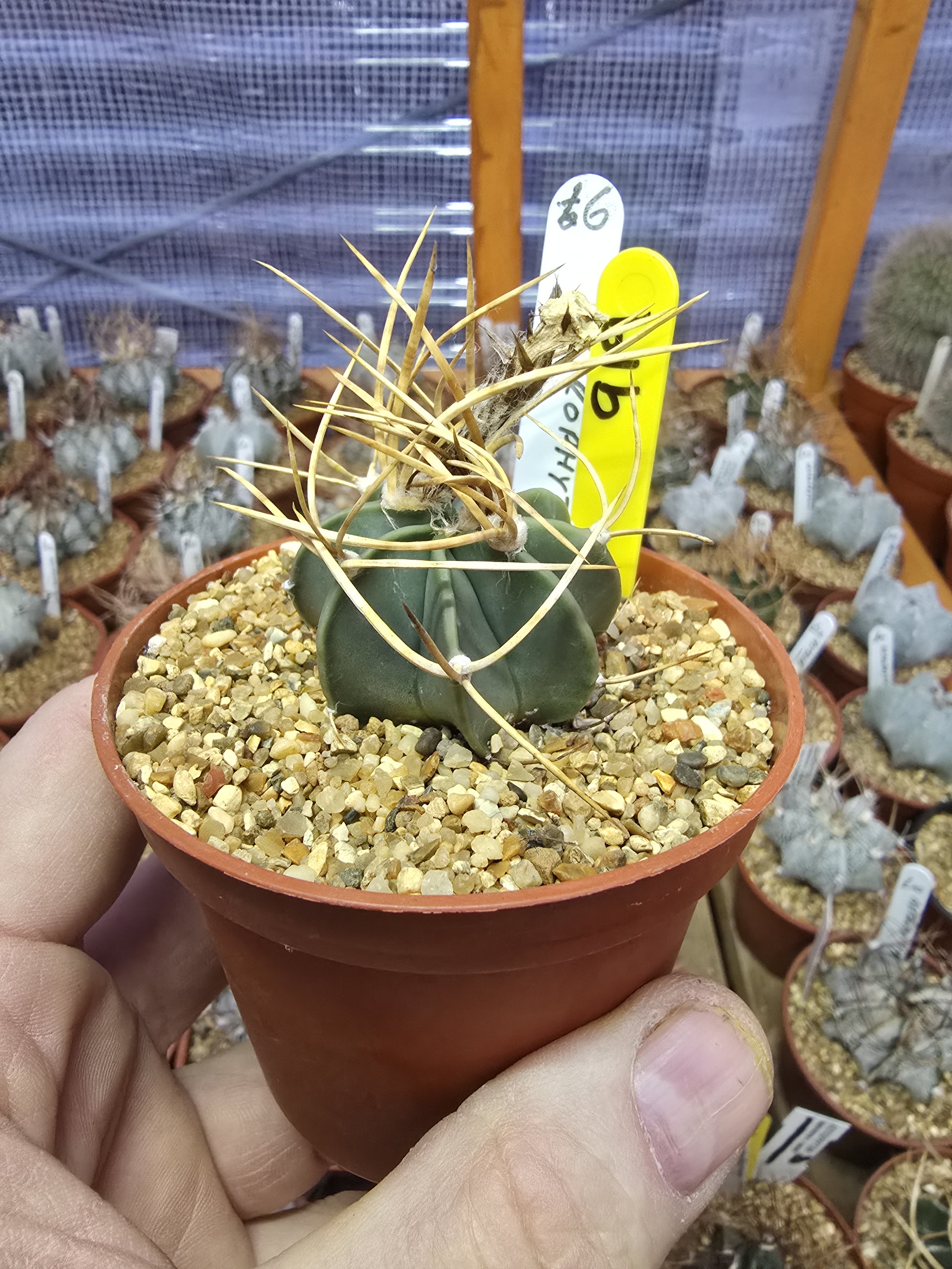 ASTROPHYTUM CAPRICORNE