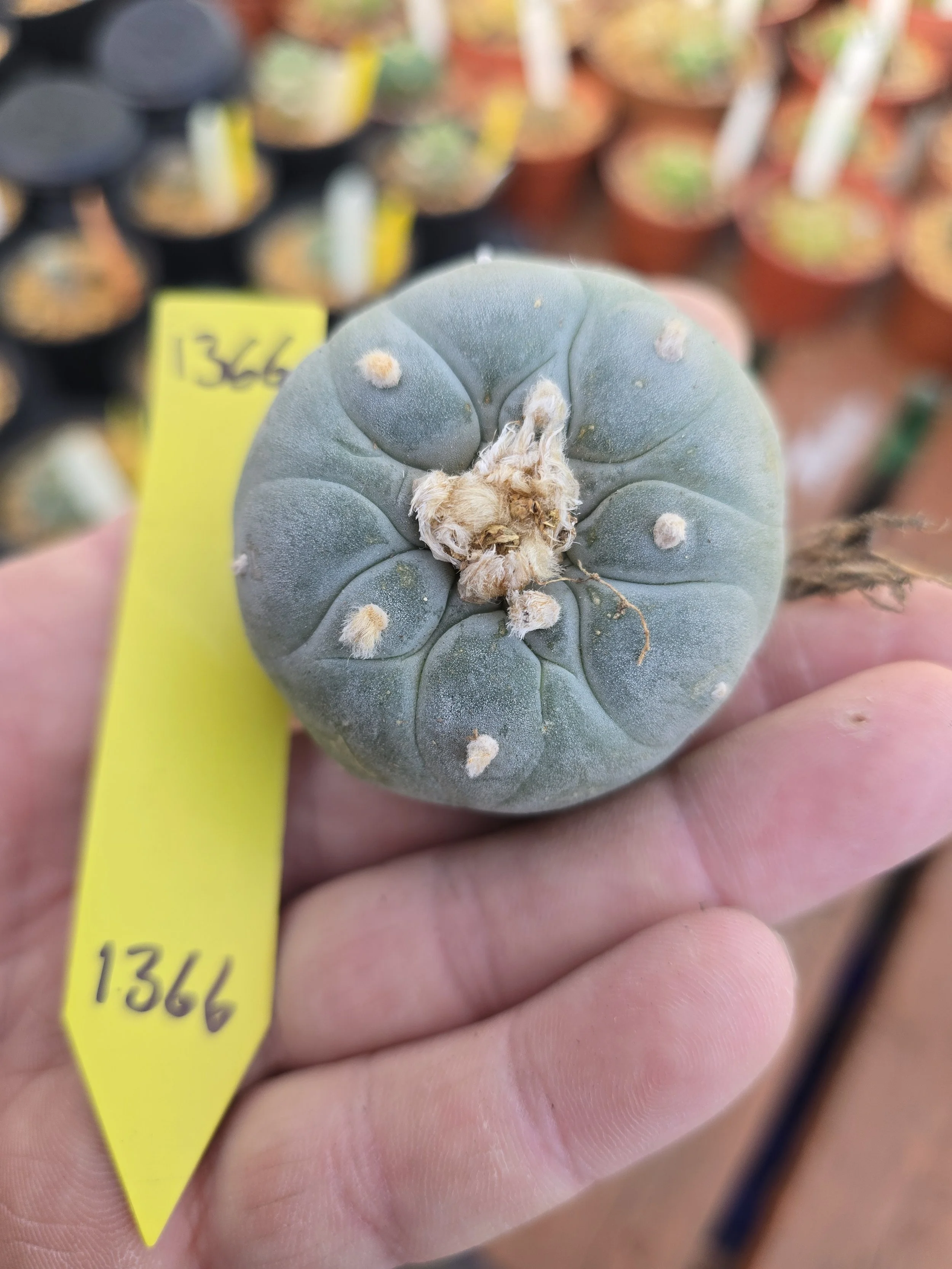 Lophophora