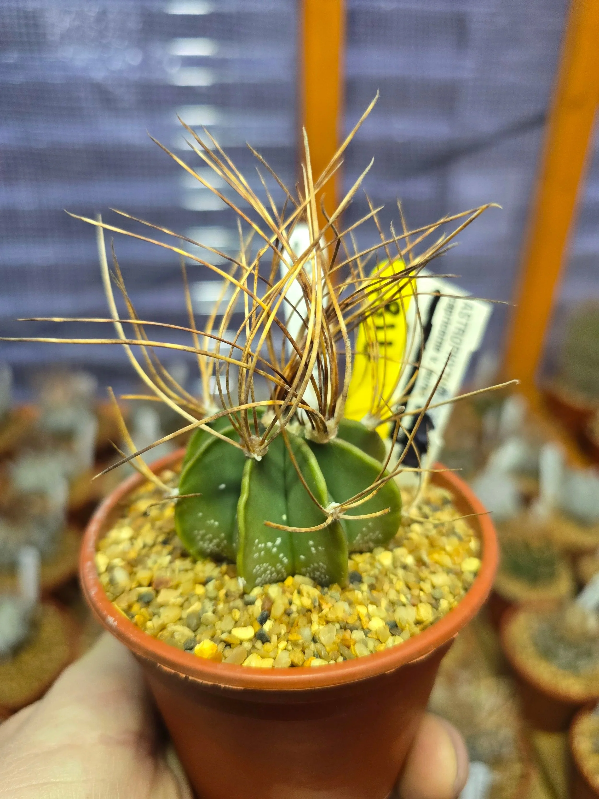 ASTROPHYTUM CAPRICORNE V. AUREA