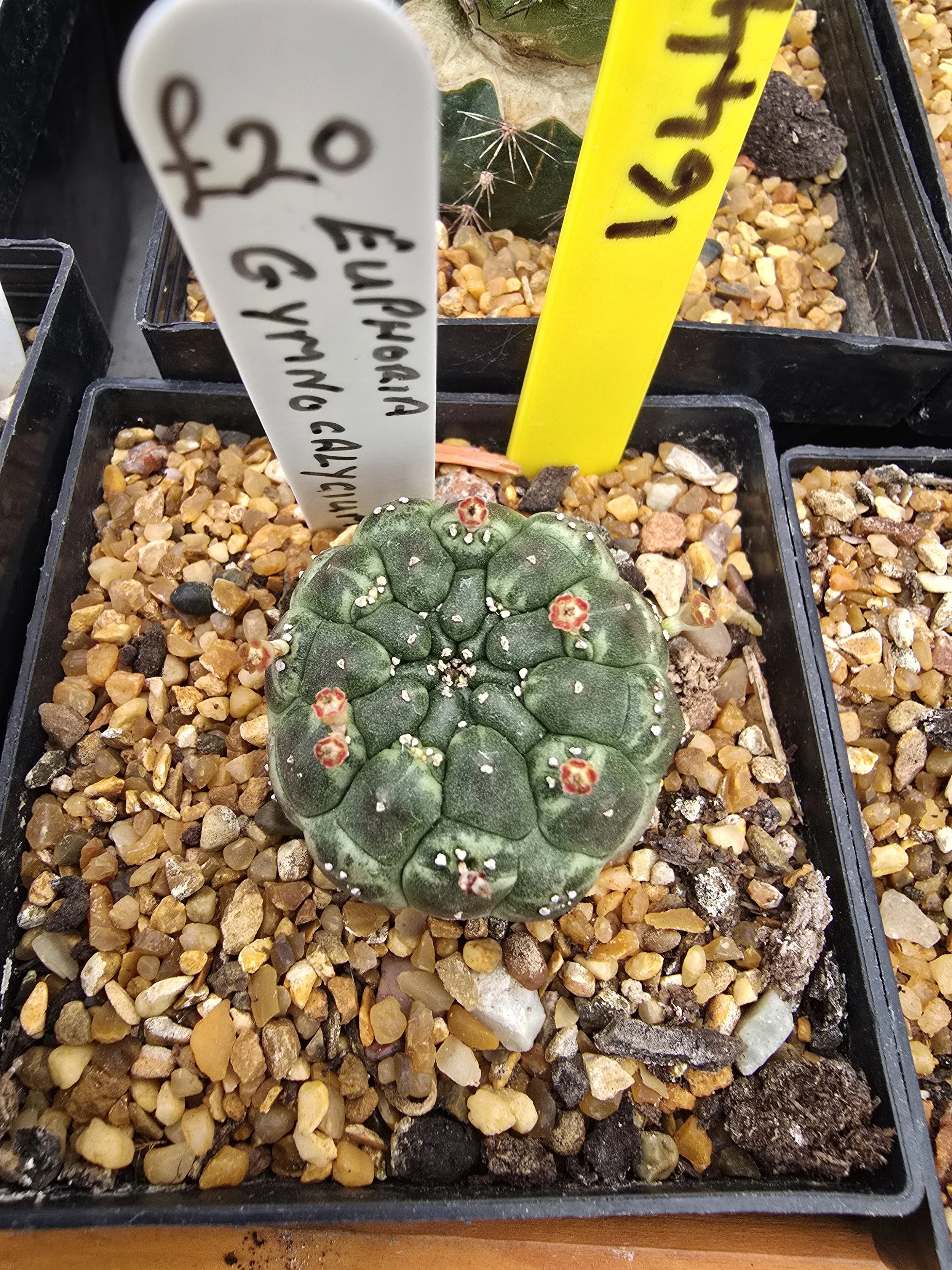 EUPHORBIA GYMNOCALYCIOIDES