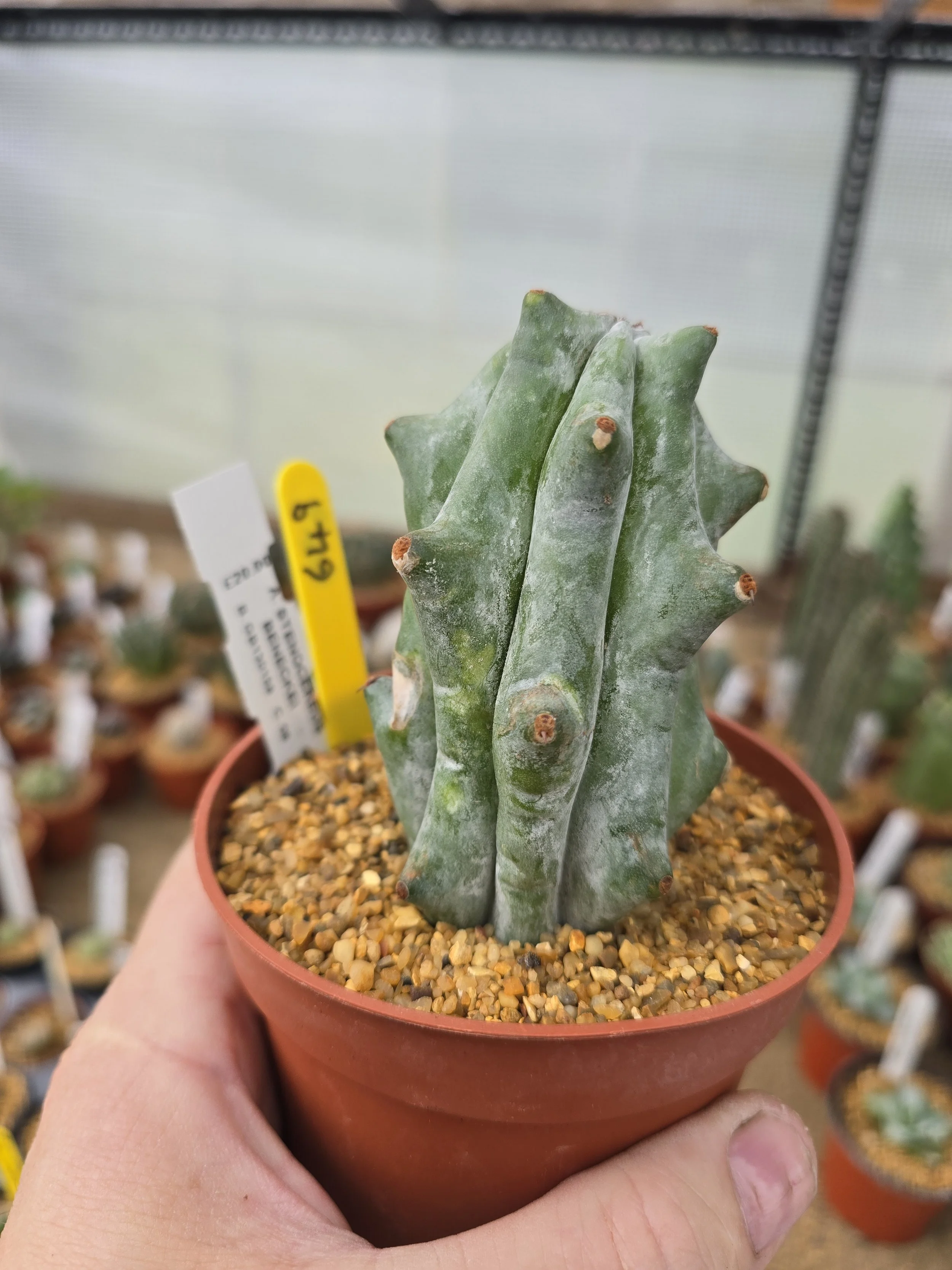 Stenocereus beneckei