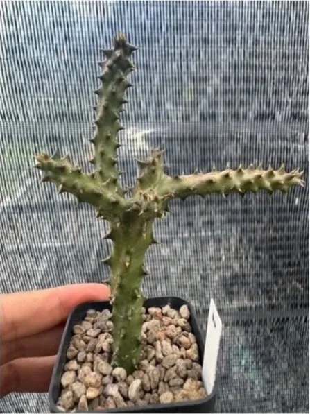 EDITHCOLEA+GRANDIS+%232.jpg
