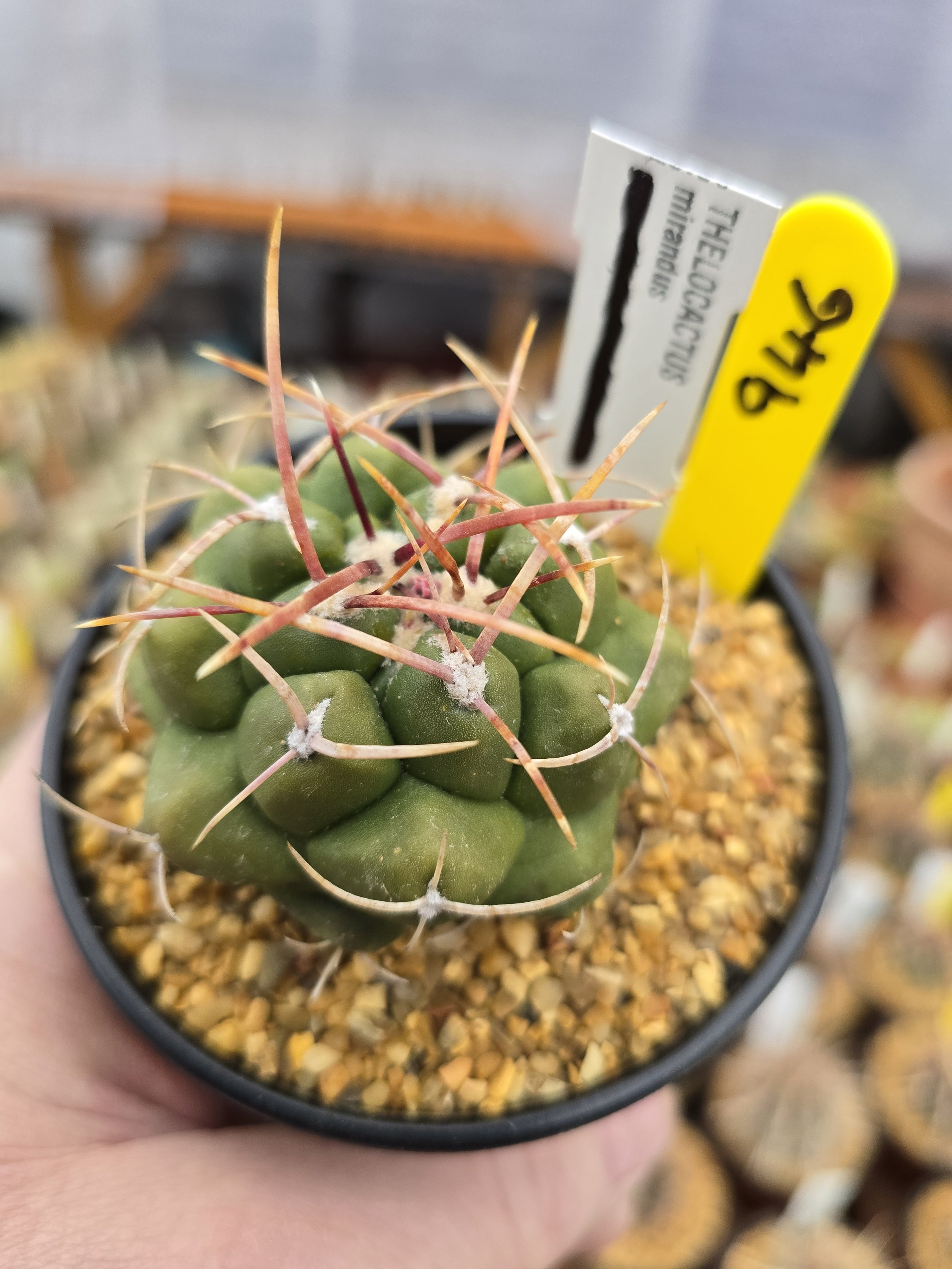 THELOCACTUS MIRANDUS