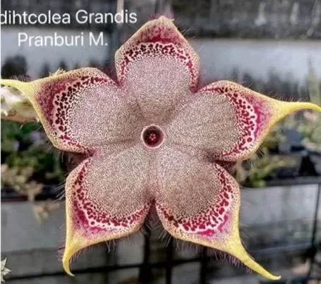 EDITHCOLEA+PRANBURI+-+M.jpg