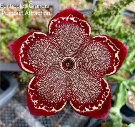 EDITHCOLEA GRANDIS PRANBURI ATTRACTION
