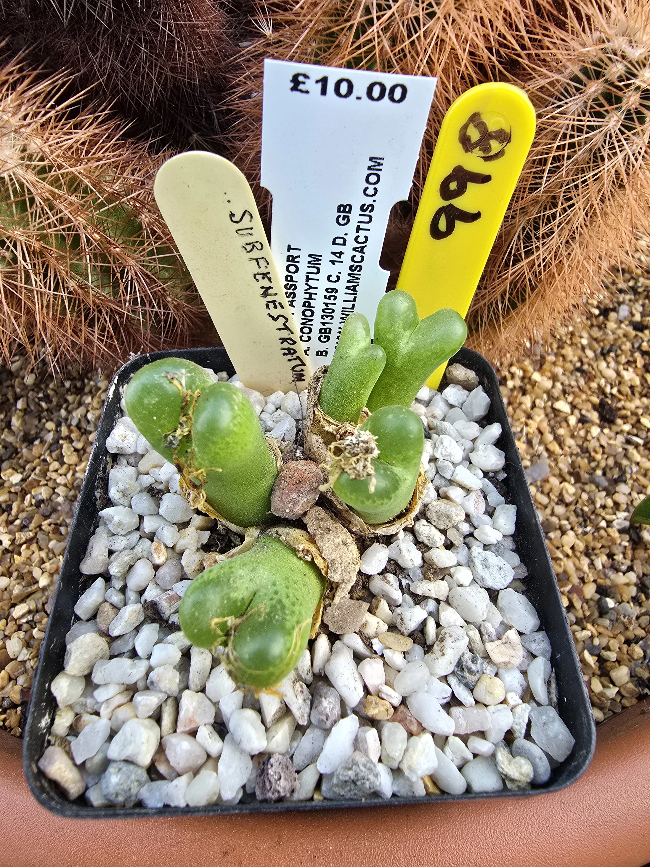 CONOPHYTUM SUBFENESTRATUM