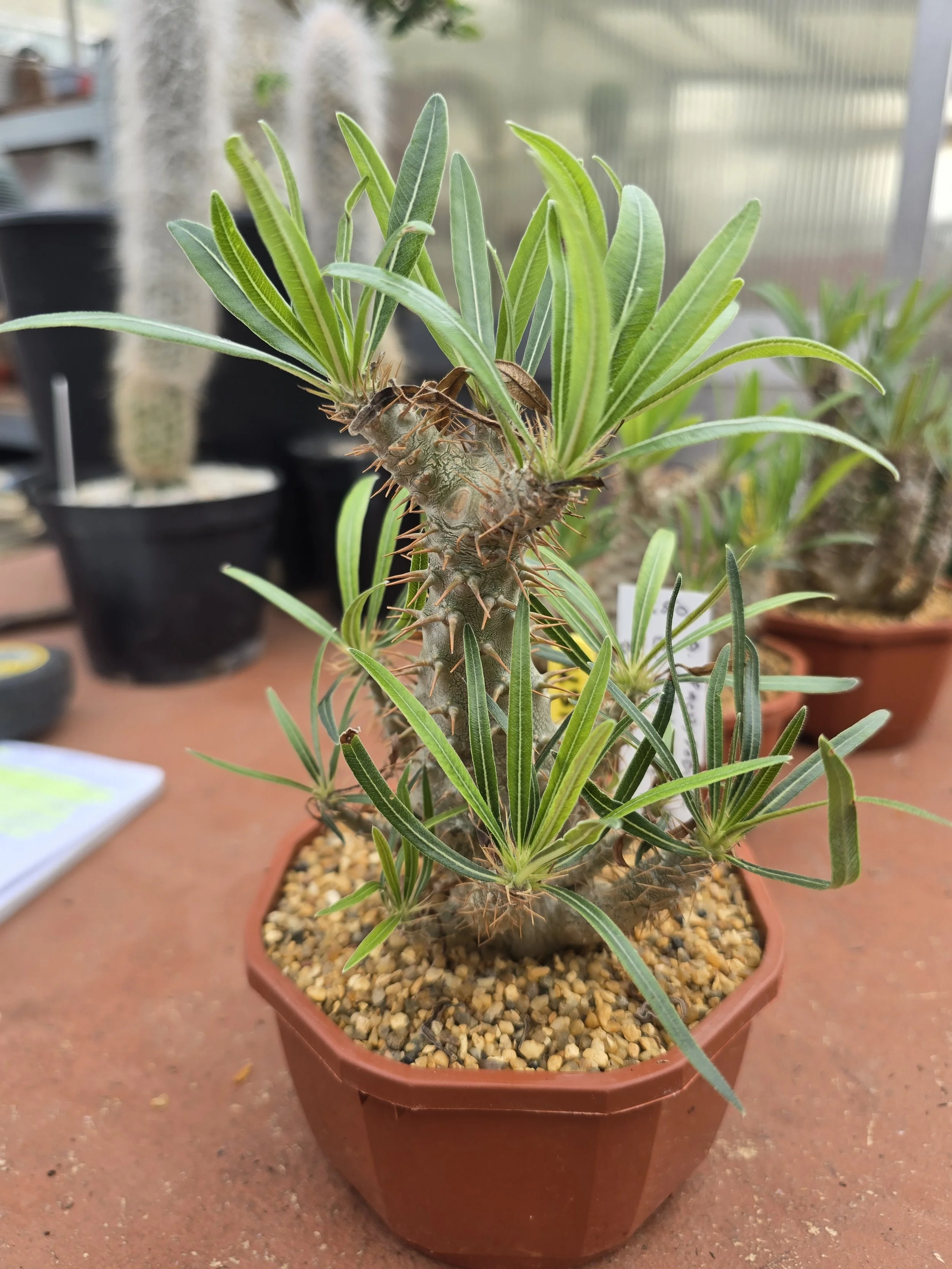 PACHYPODIUM ROSULATUM CRACILIS