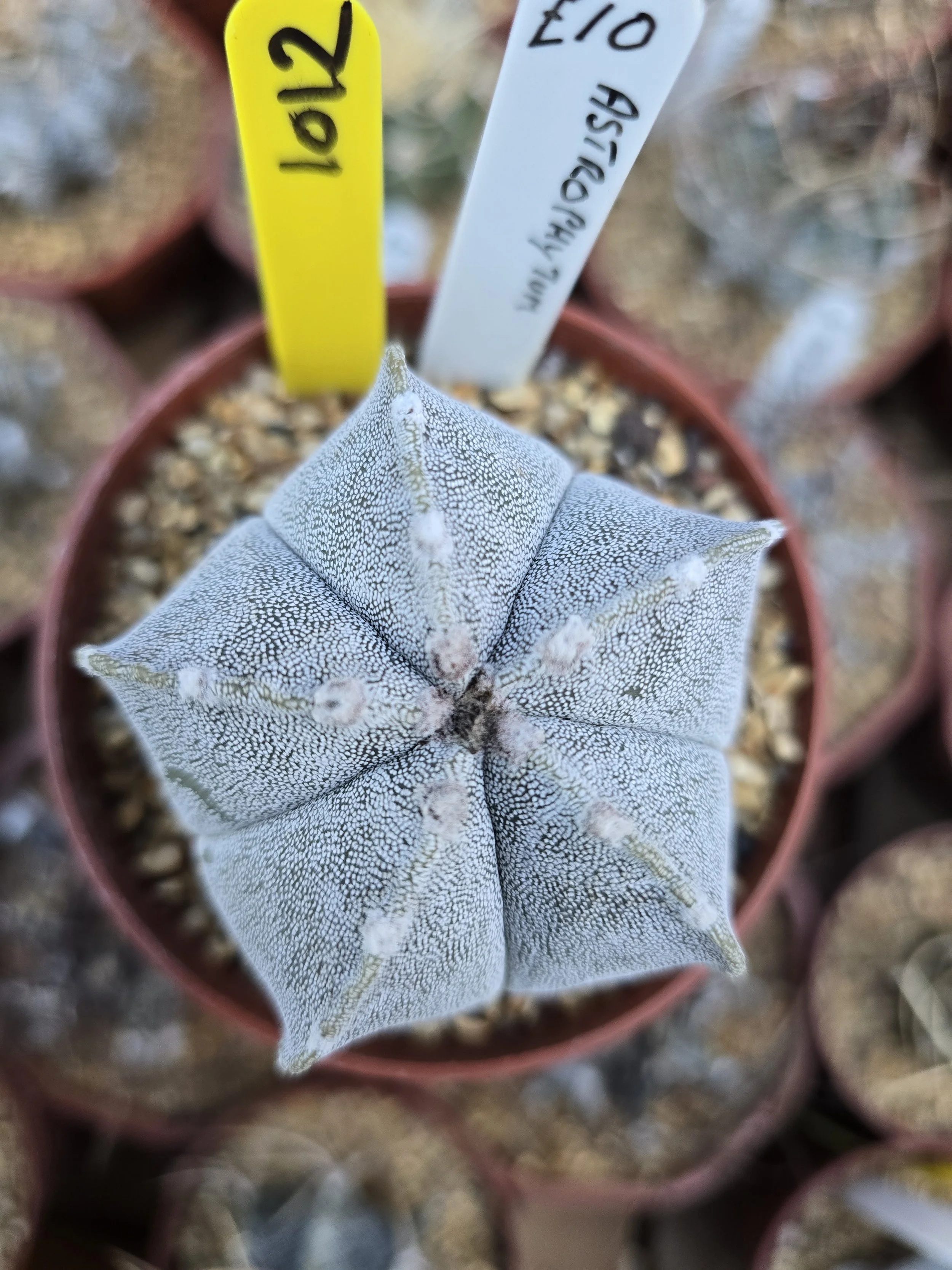 ASTROPHYTUM MYRIOSTIGMA BISHOPS MITRE