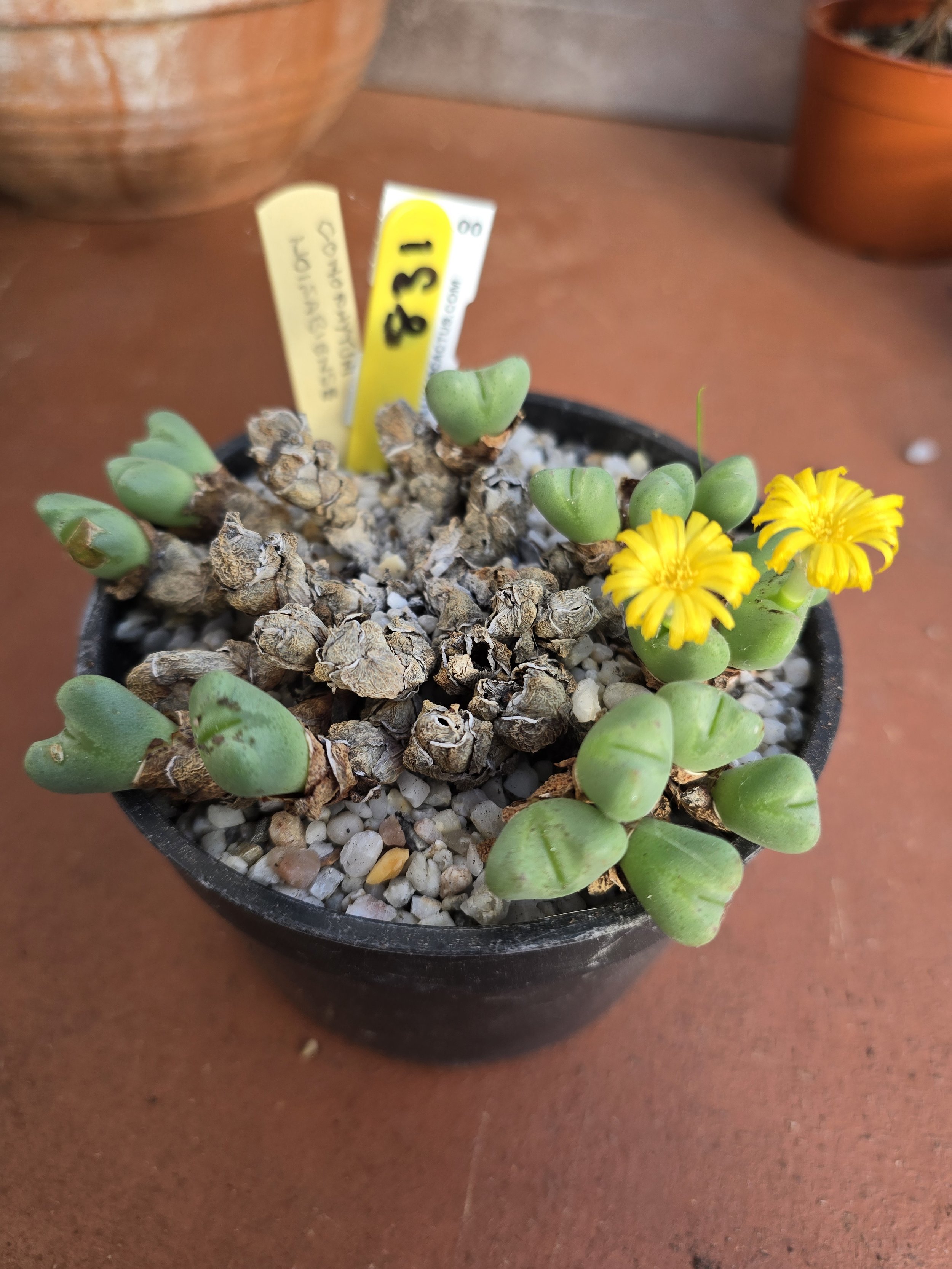 CONOPHYTUM NOISABIENSEI