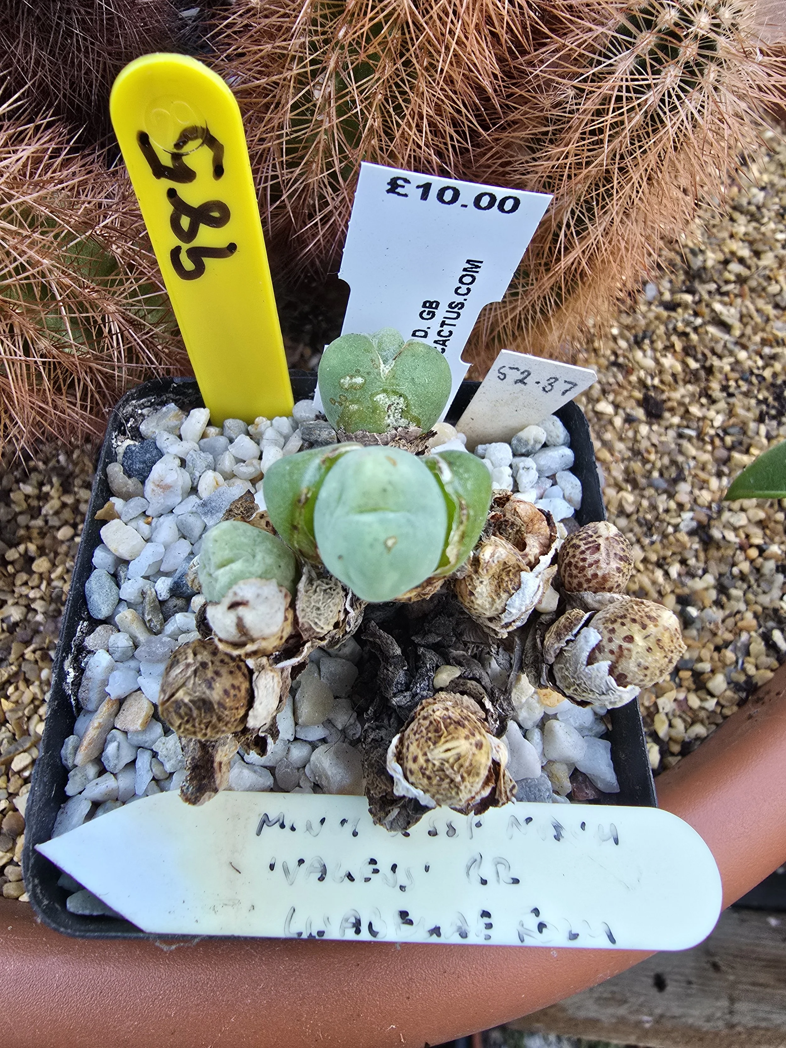 CONOPHYTUM MINIMUM SSP VAGENS RR LISABEGAE FORM