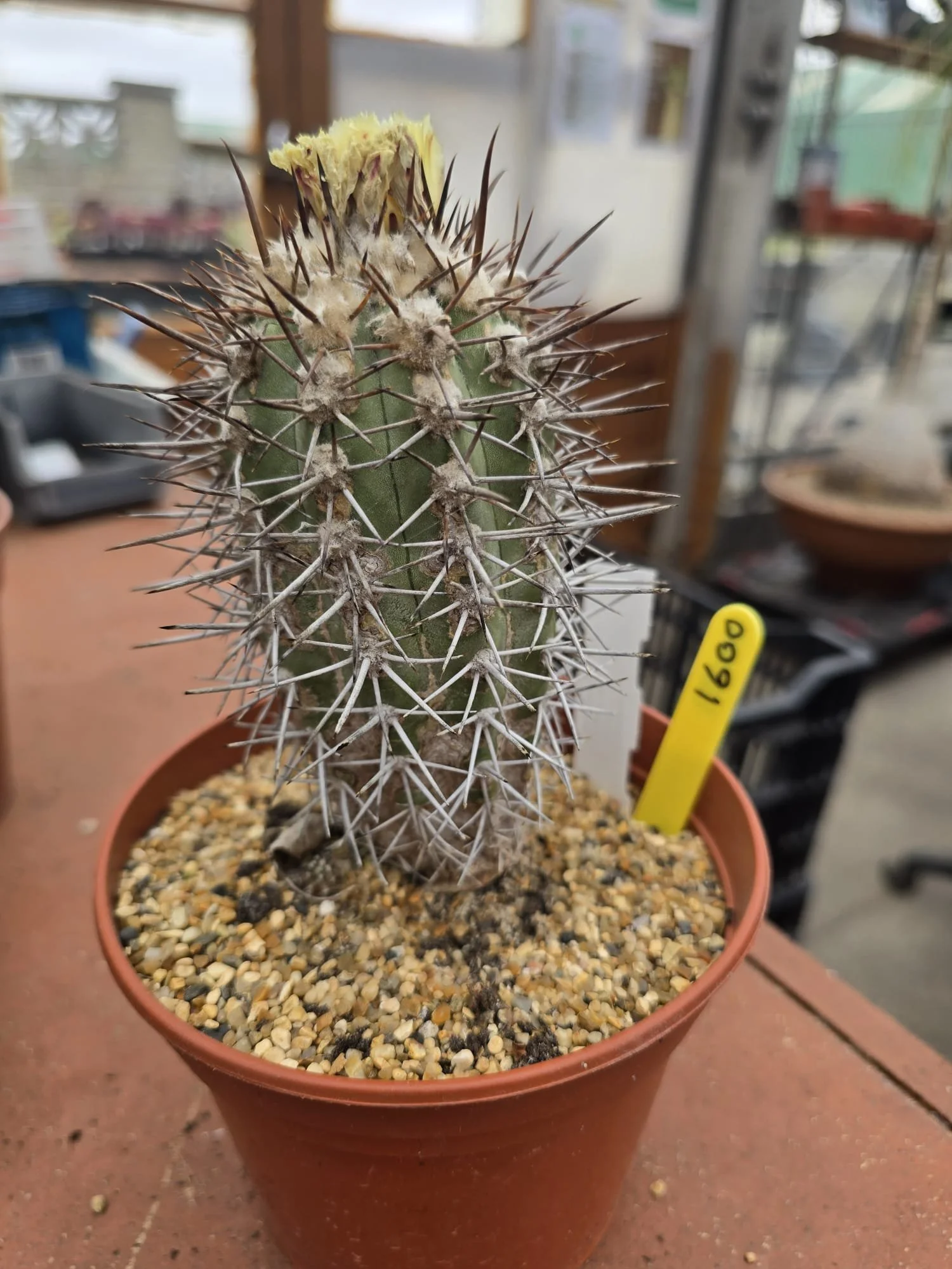 COPIAPOA