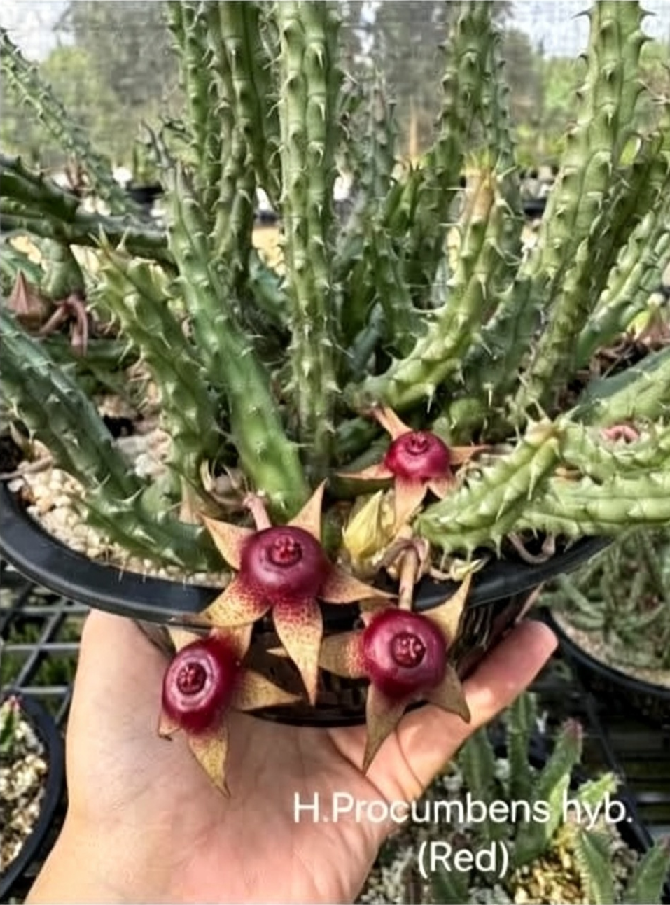 HUERNIA+PROCUMBENS+HYBRID+%28RED%29.png