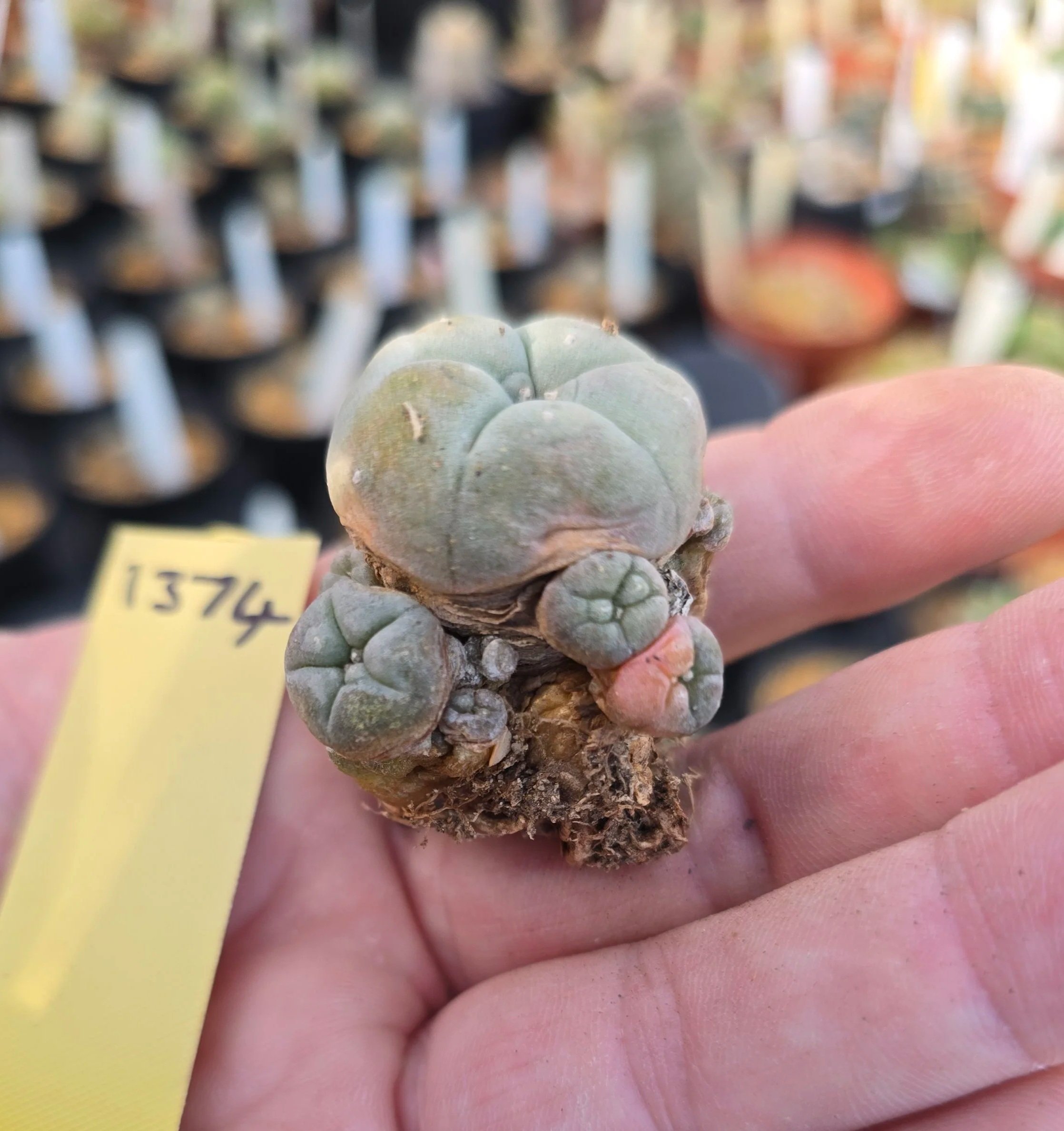 Lophophora williamsii Variegated