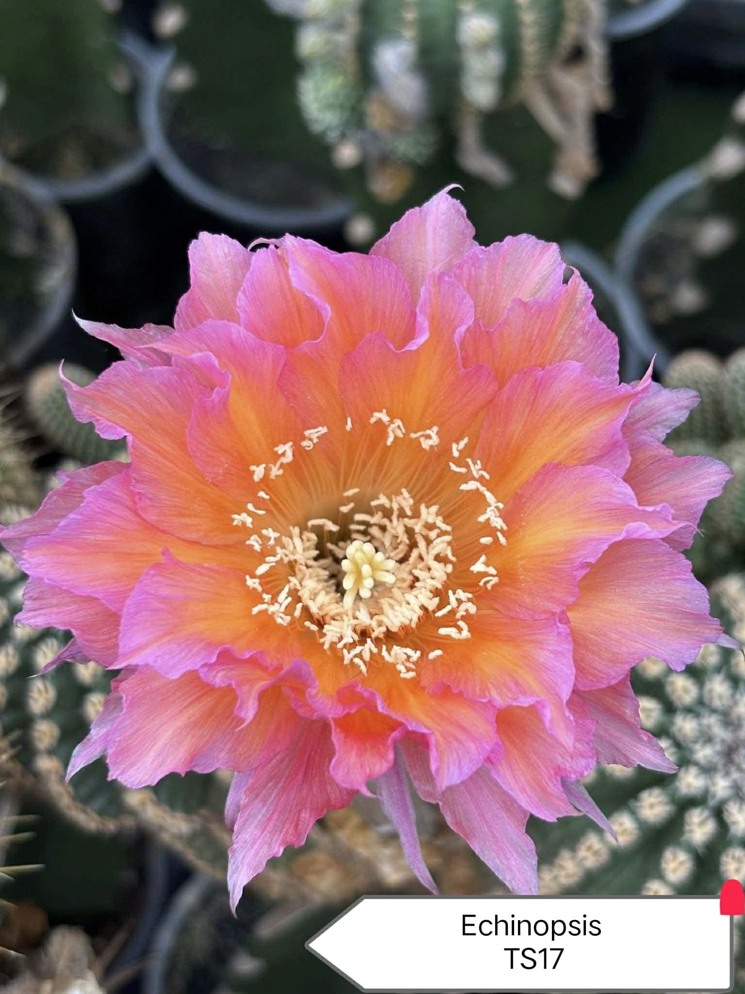 ECHINOPSIS TS17.jpeg