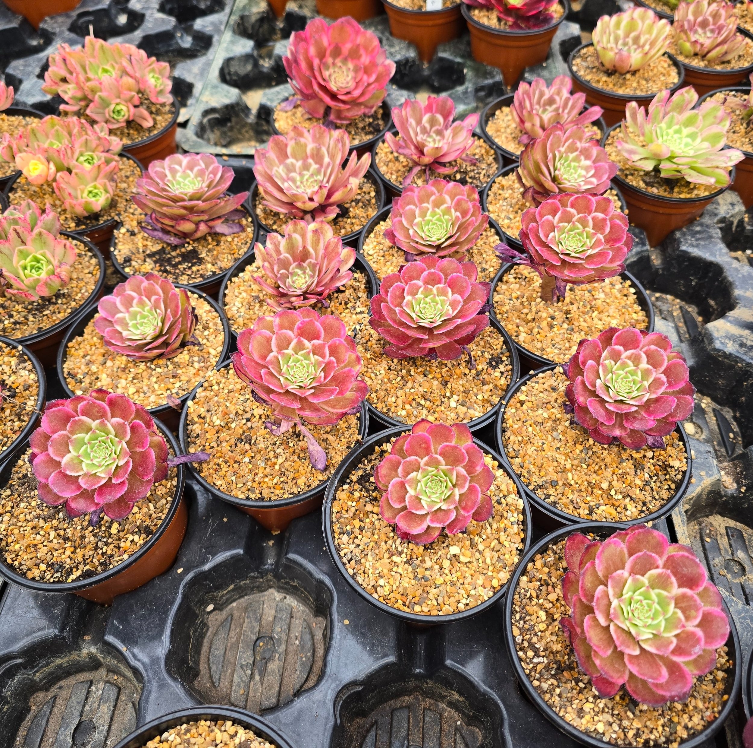 AEONIUM
