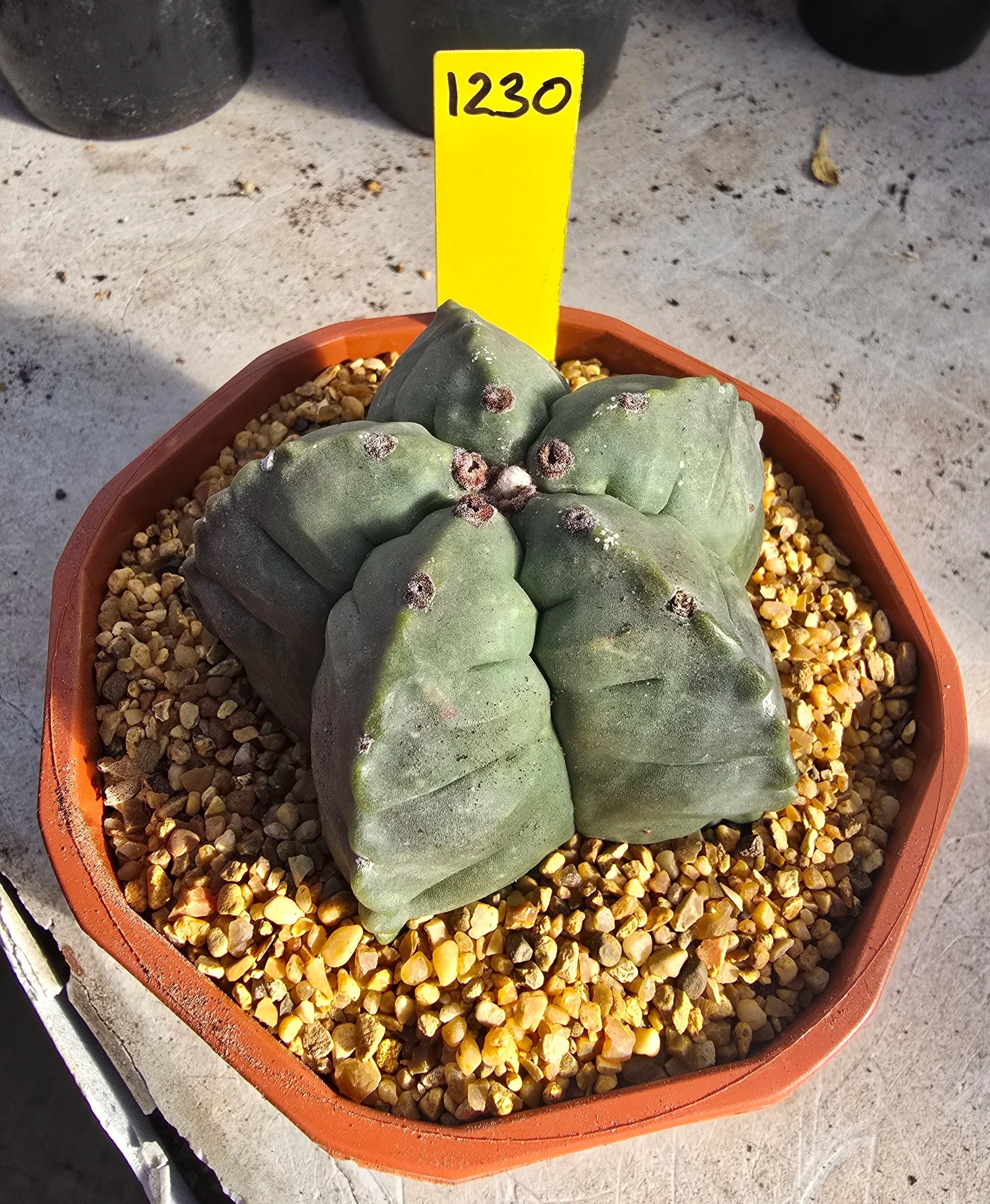Astrophytum