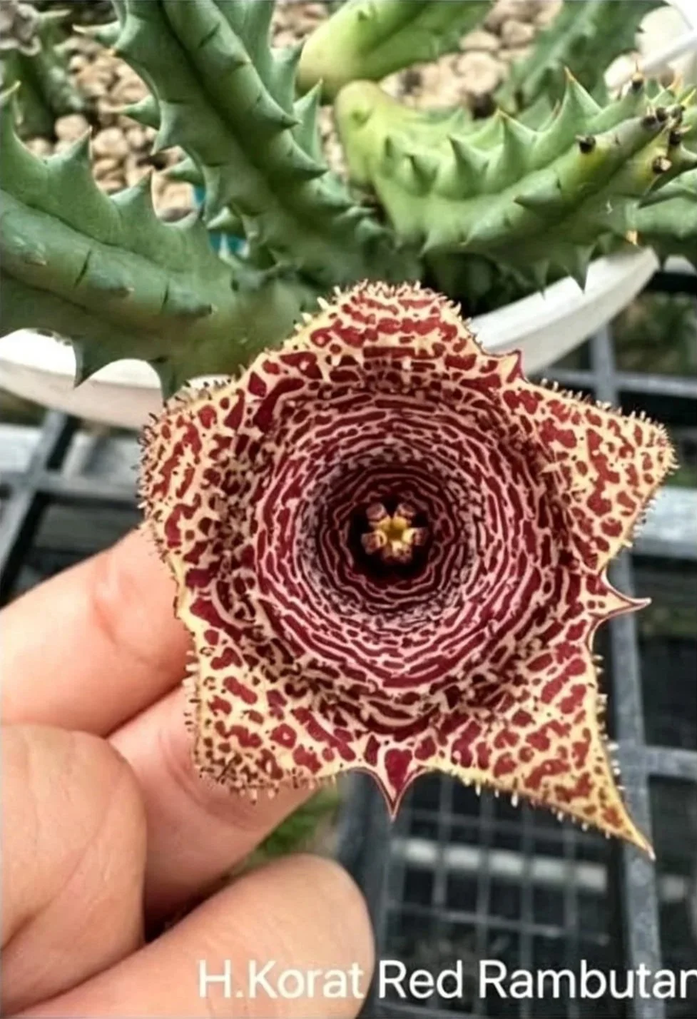 Huernia Korat Red Rambutan