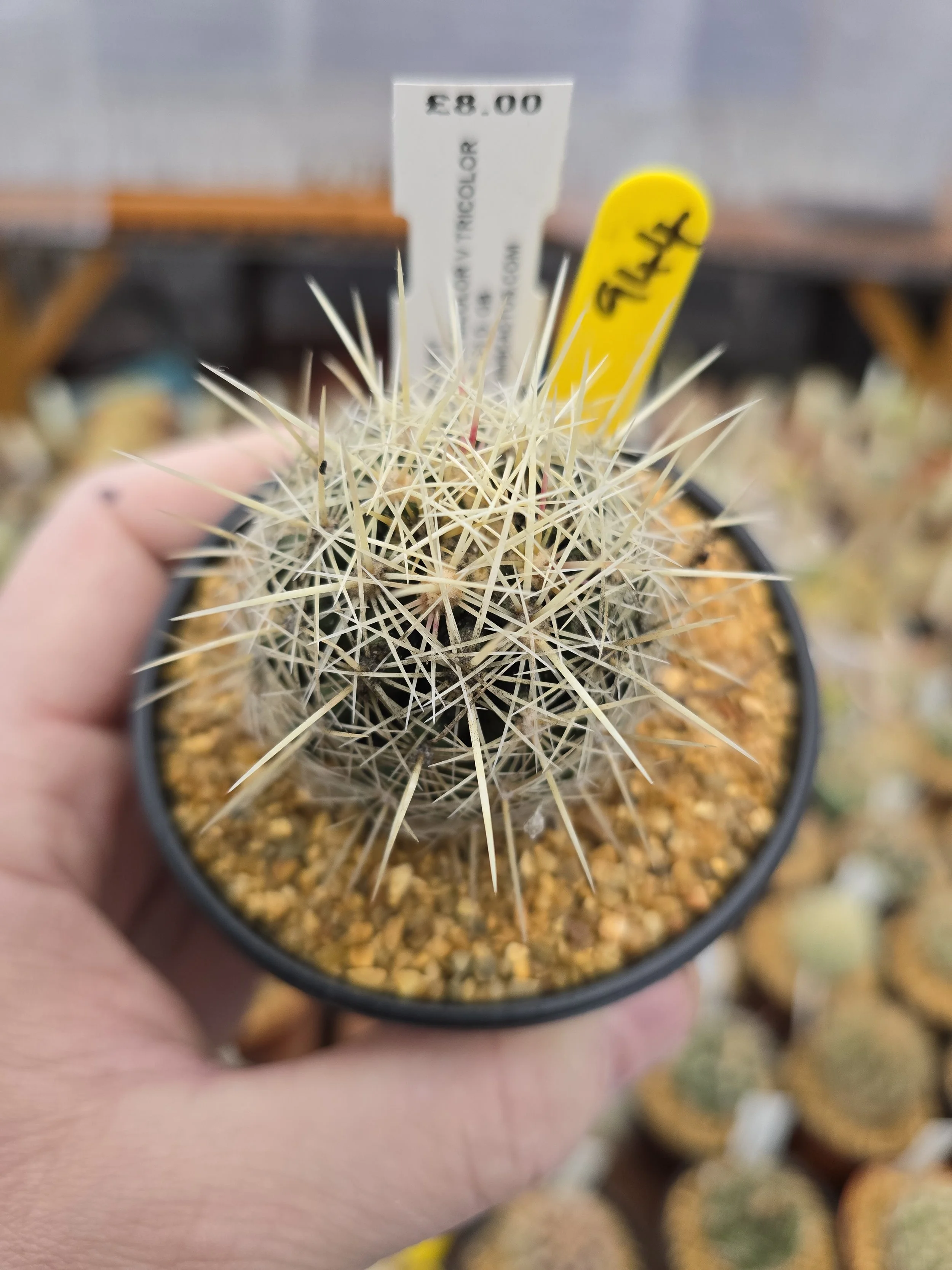 THELOCACTUS BICOLOUR V TRICOLOUR