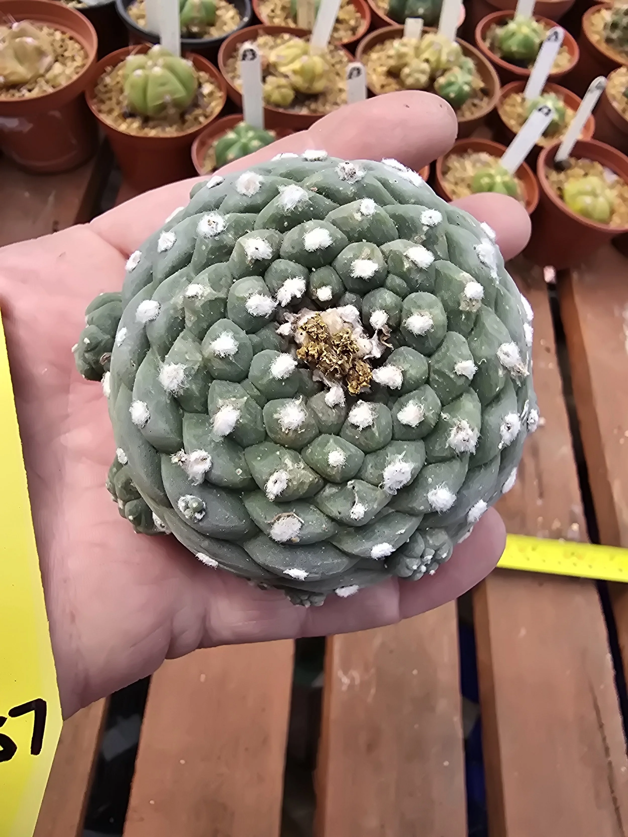 Lophophora williamsii. 1 large head and 19 pups