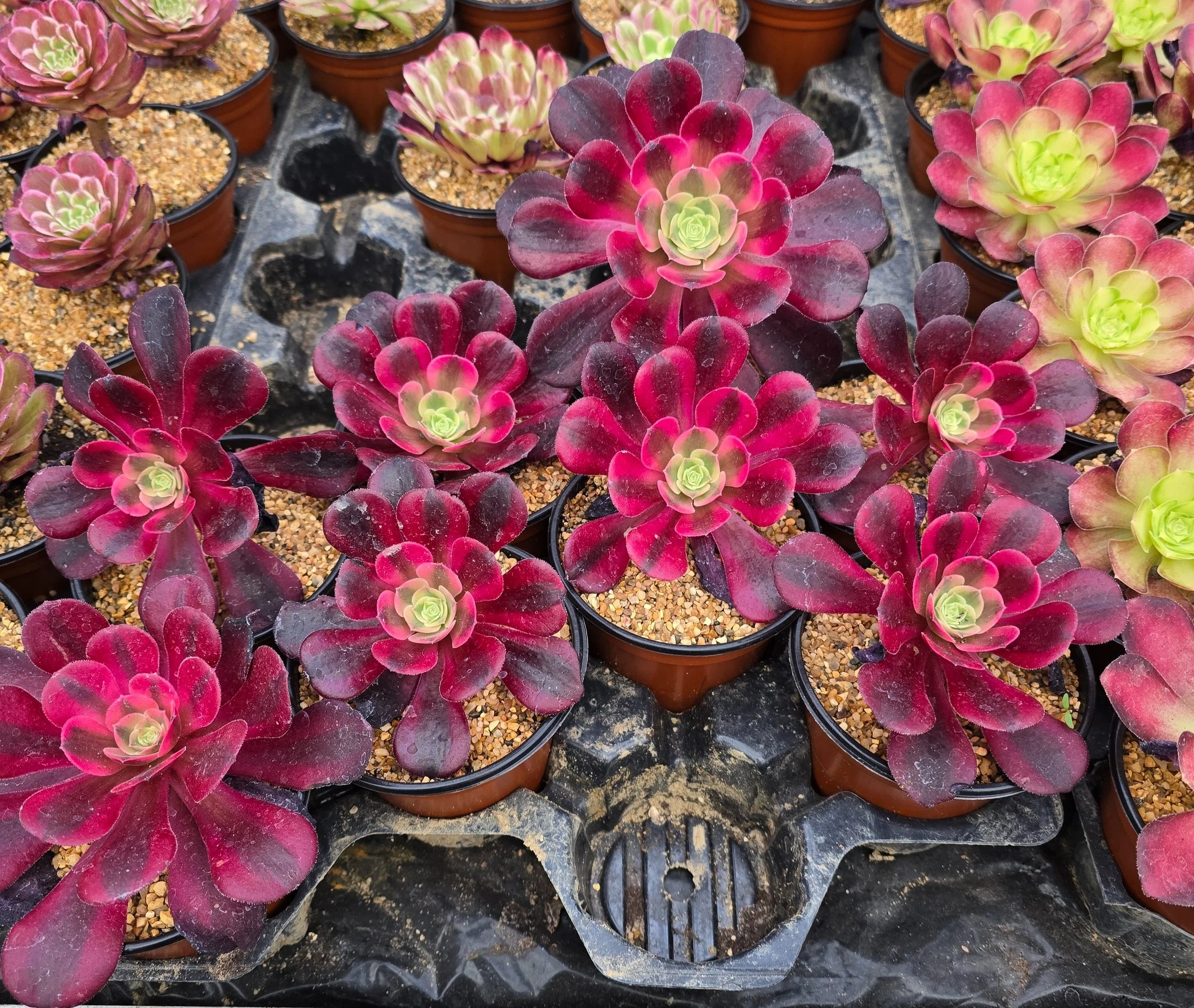 AEONIUM