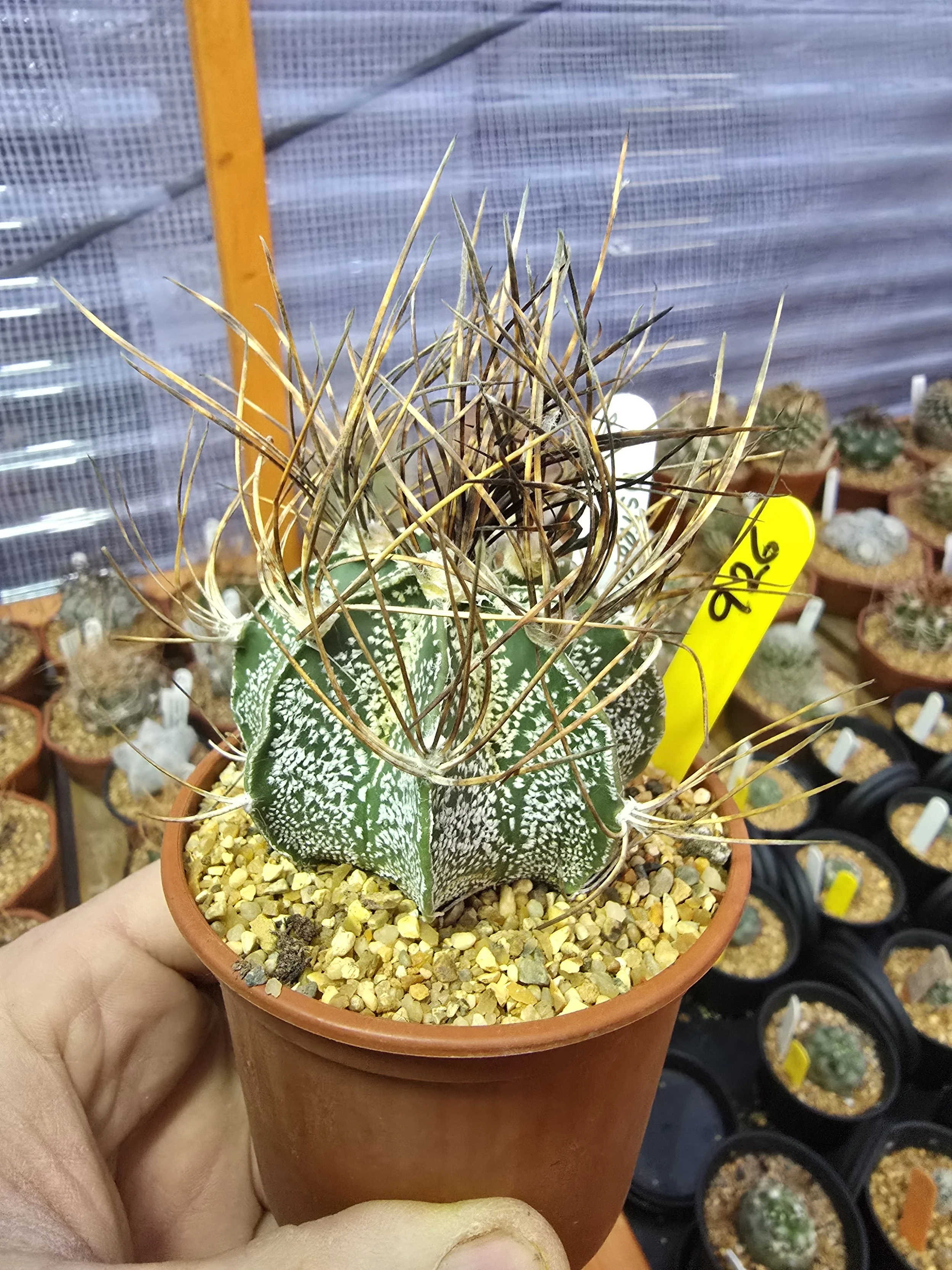 ASTROPHYTUM CAPRICORNE