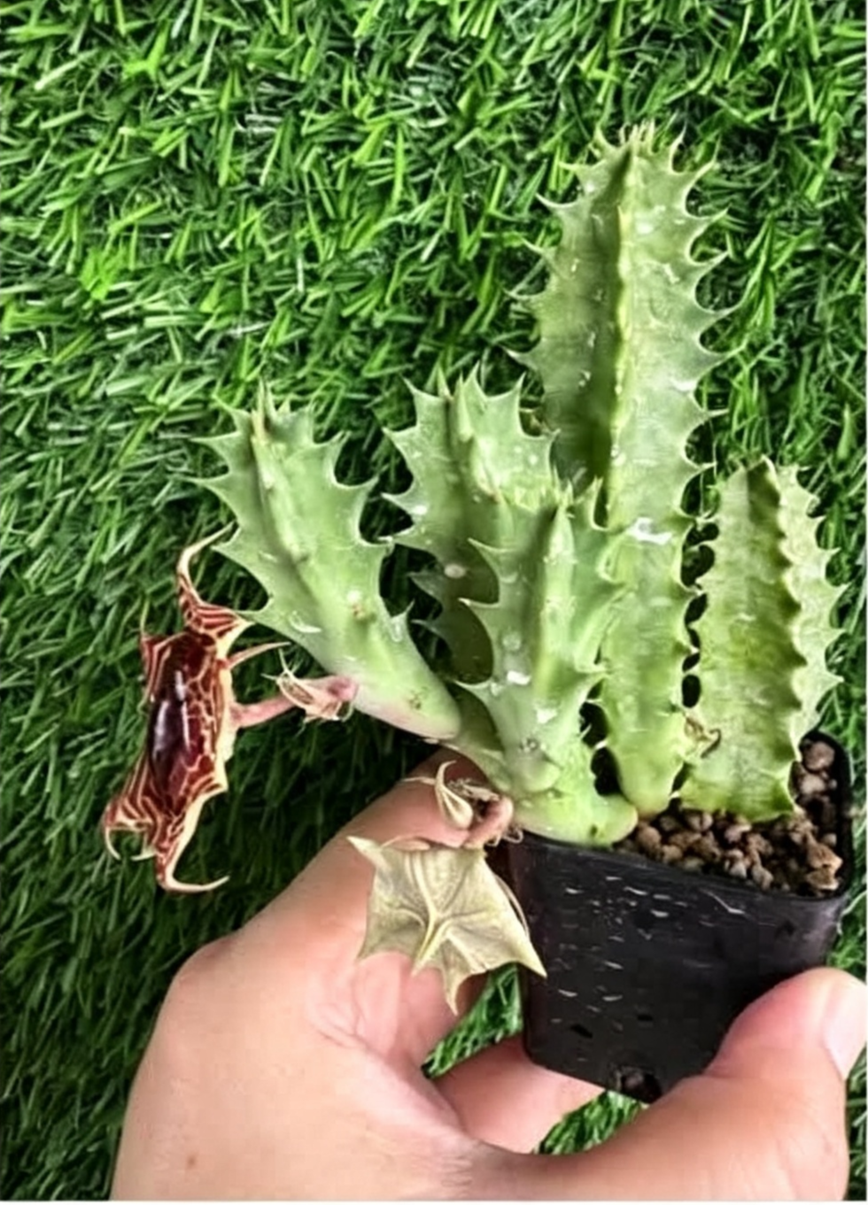 STAPELIA+GAINT+DONUT.png