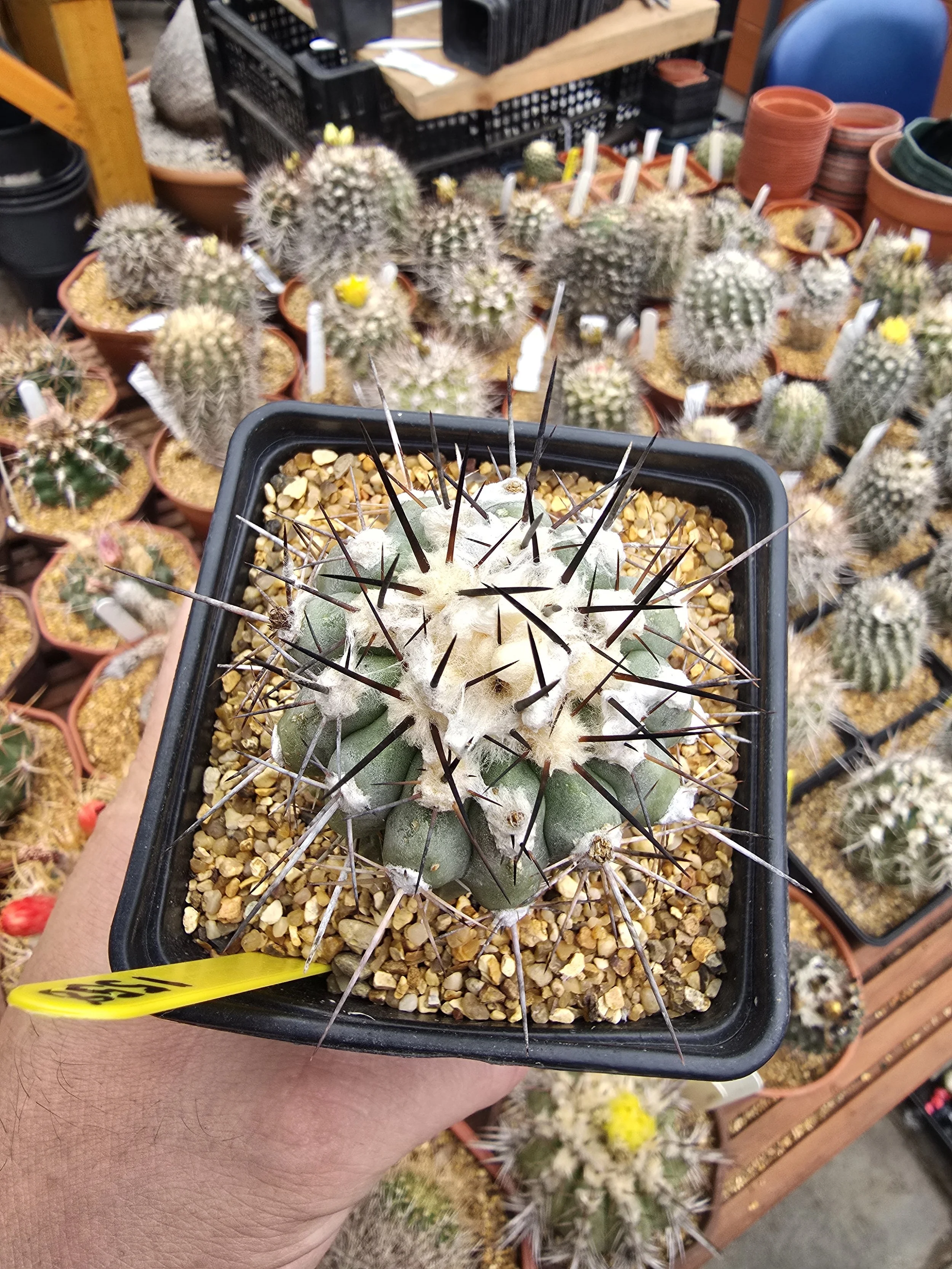 Copiapoa