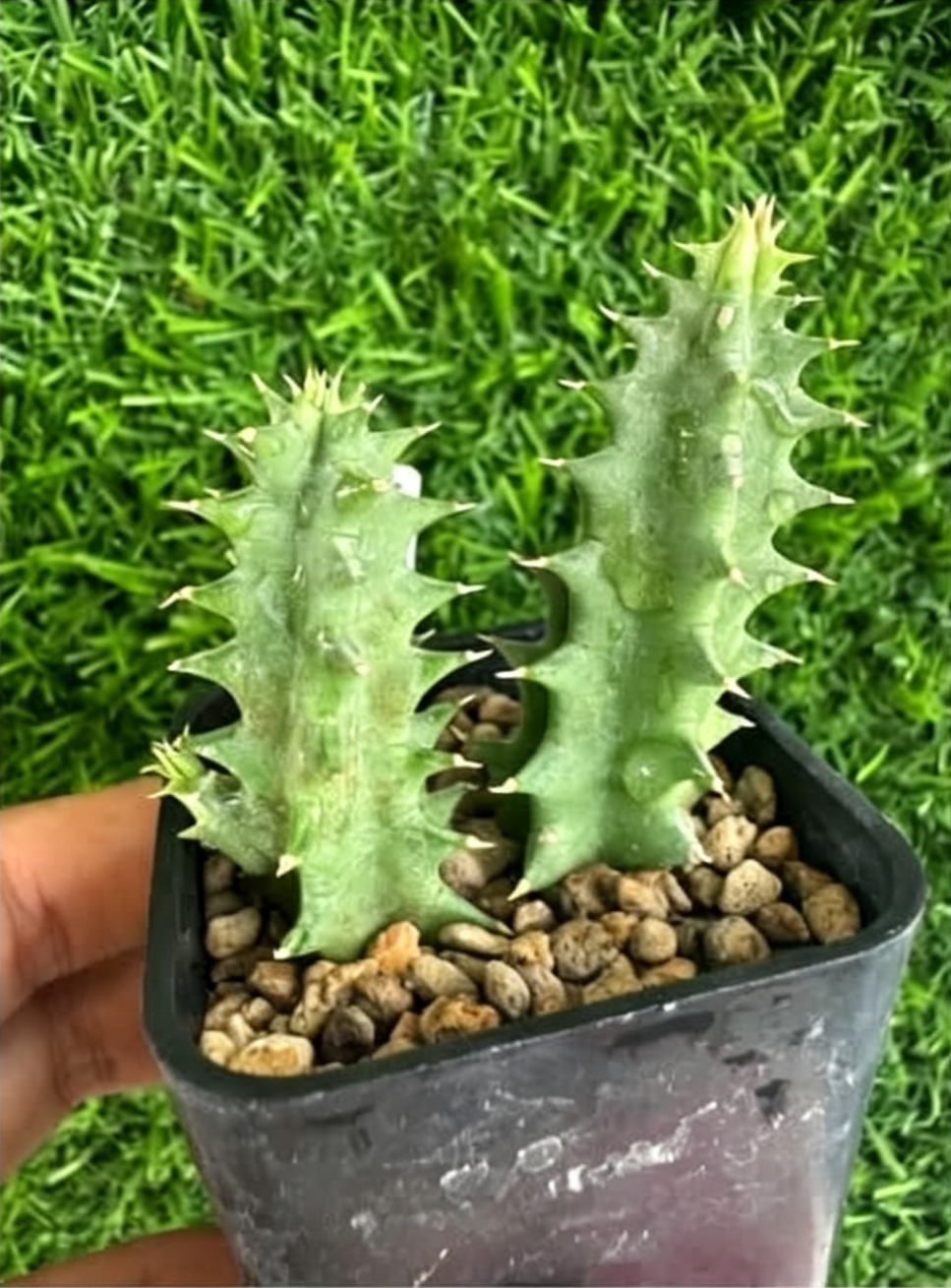 HUERNIA+KORAT+WHITE+TIGER.png