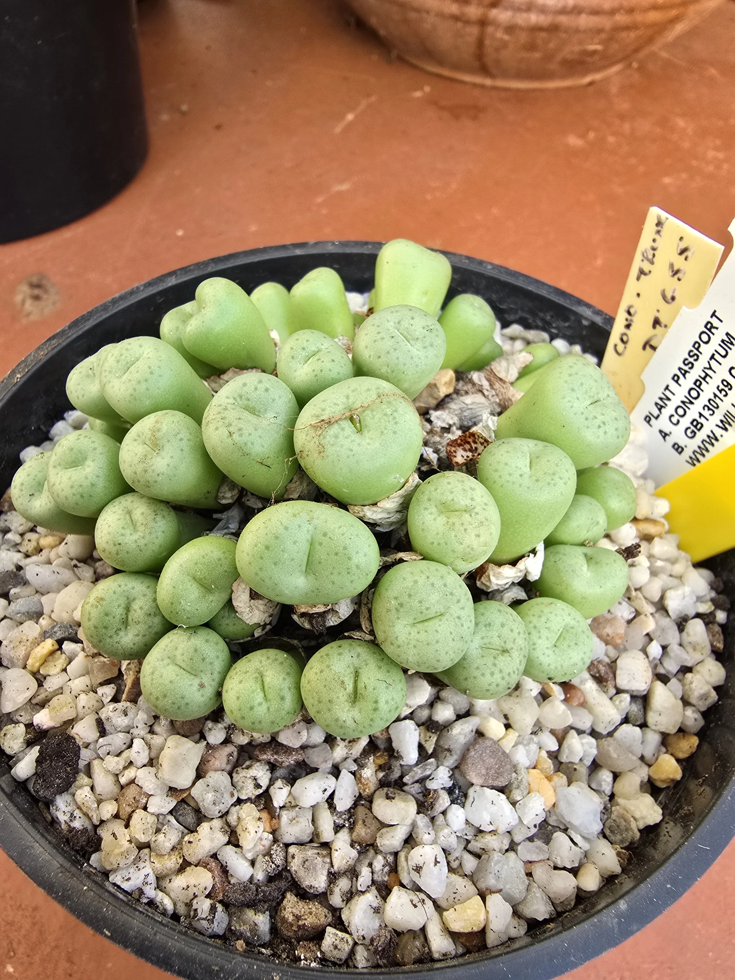 CONOPHYTUM TRUNC?????? DT655?
