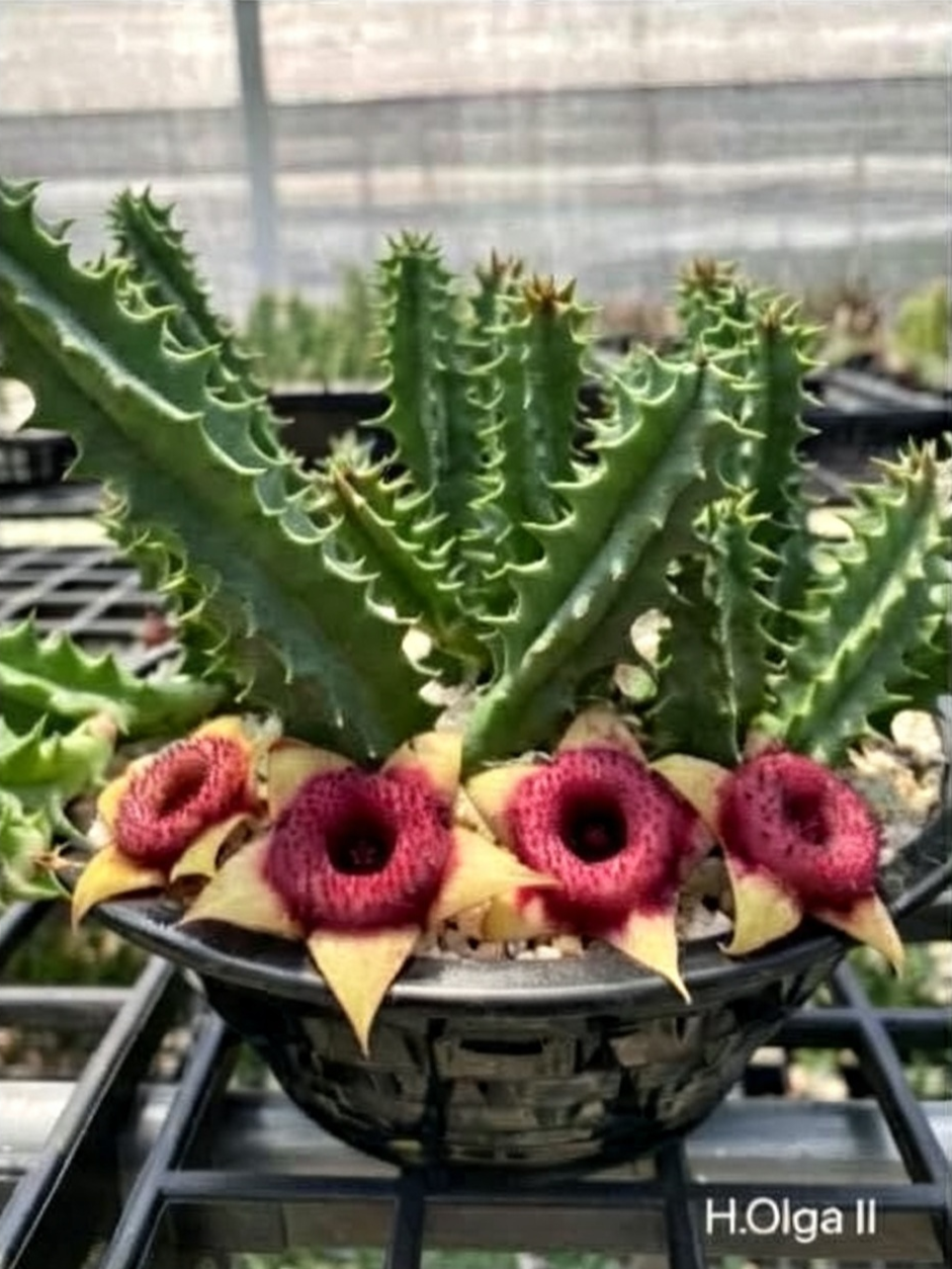HUERNIA+OLGA+LL.png