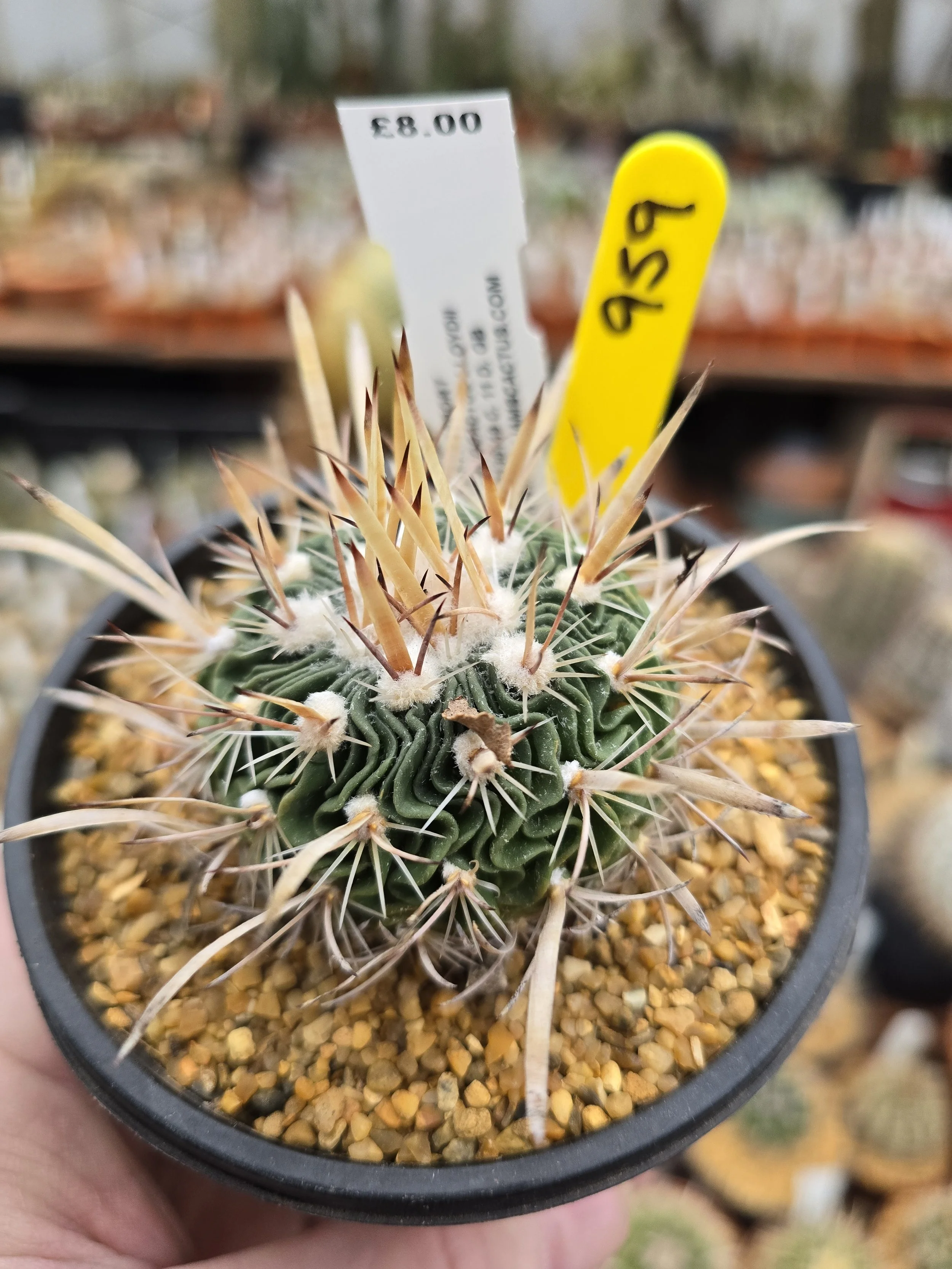 659 STENOCACTUS LLOYDII.jpg