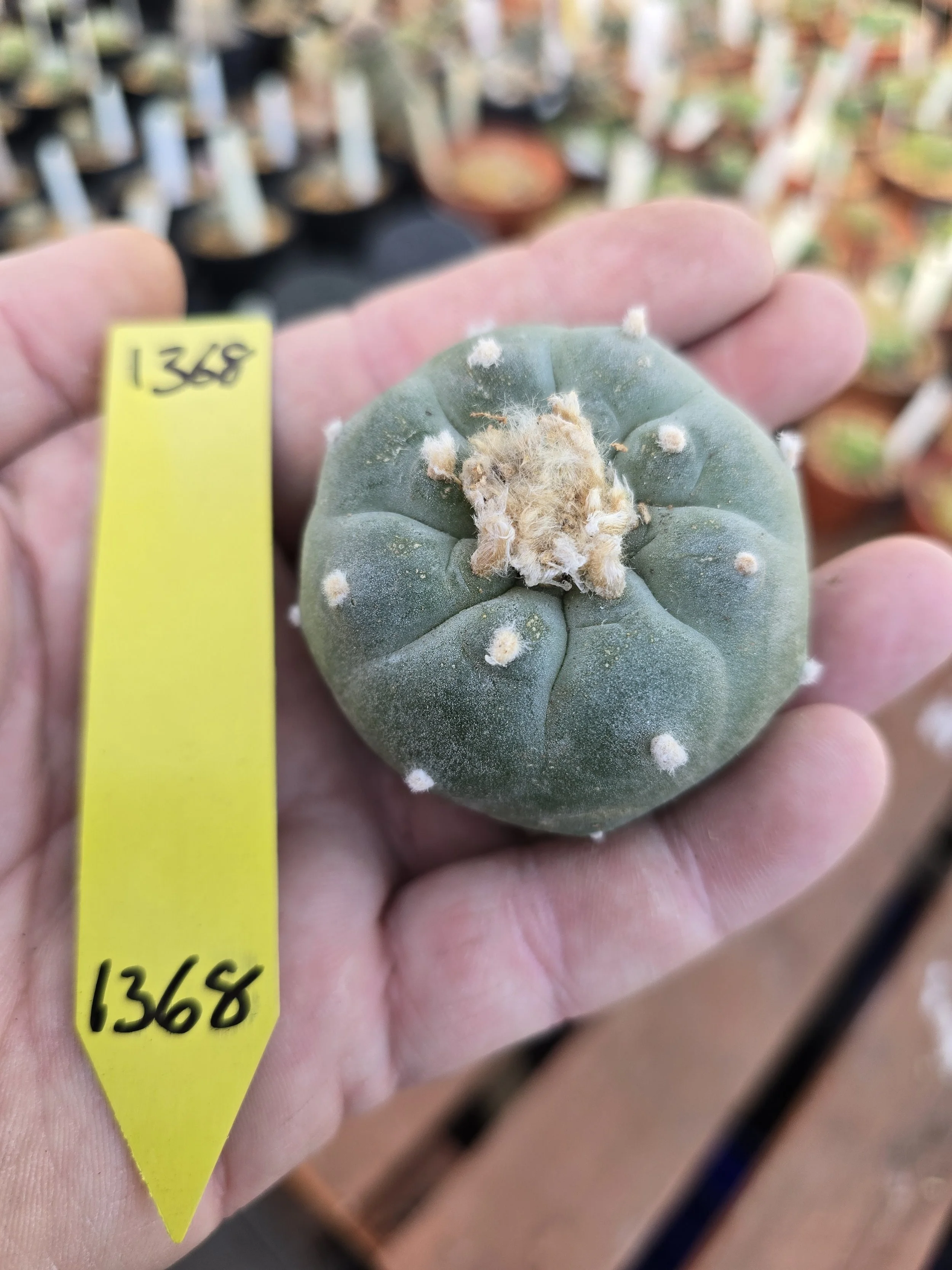 Lophophora
