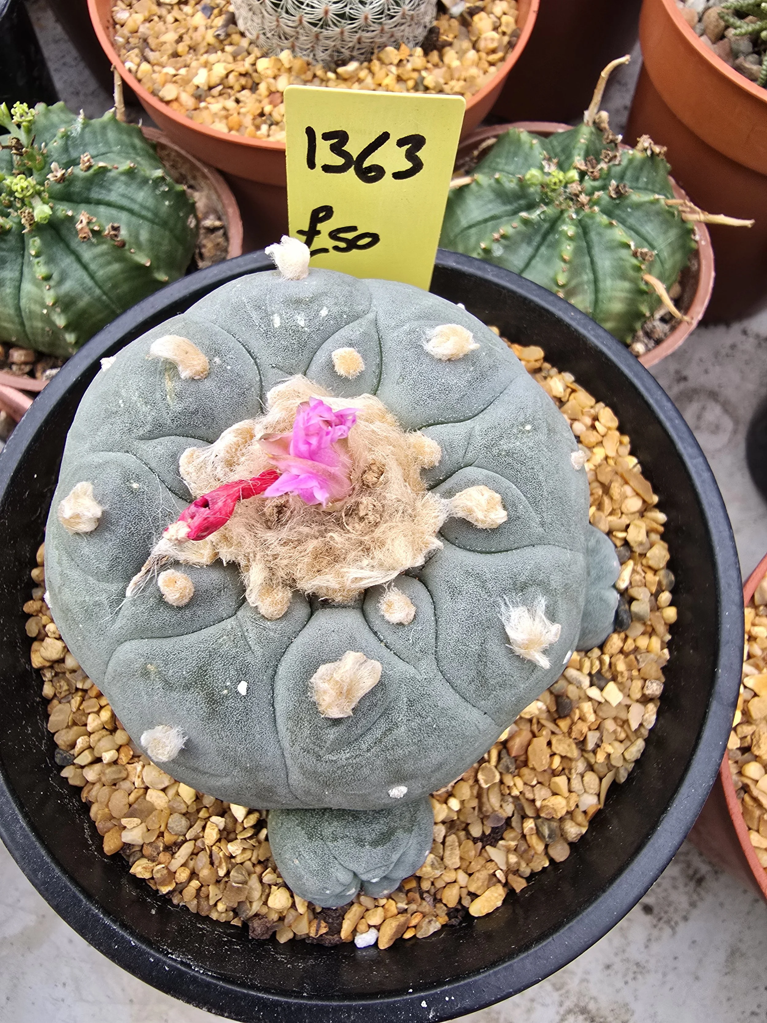 Lophophora