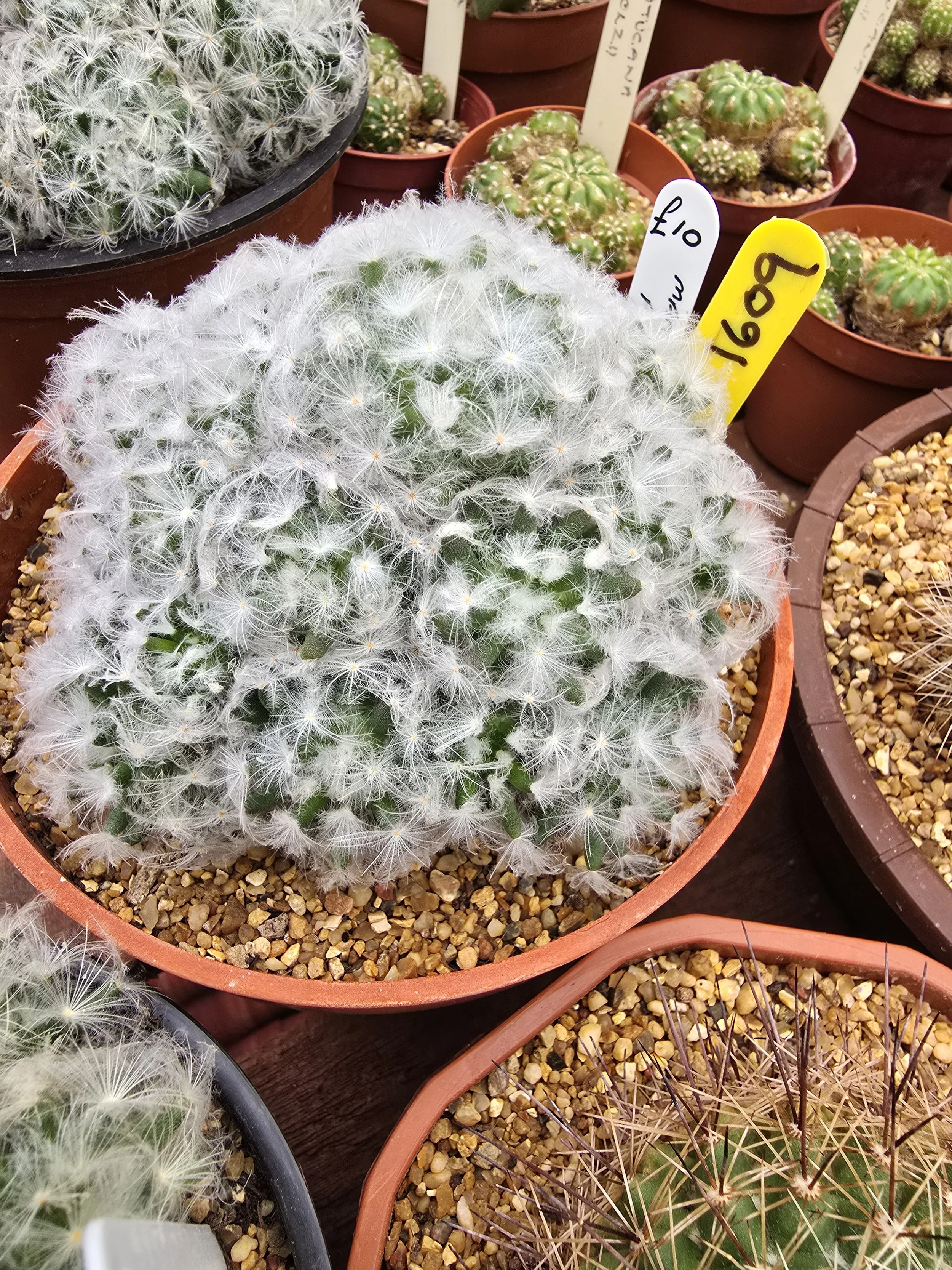 MAMMILLARIA PLUMOSA