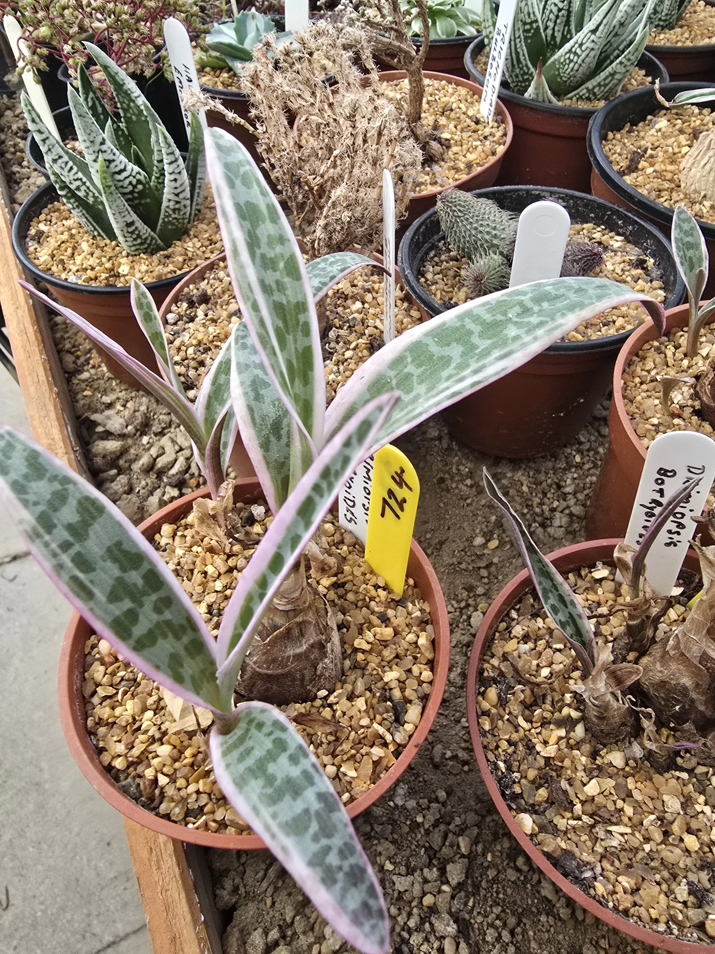 Drimiopsis botryoides subsp. botryoides Variegated