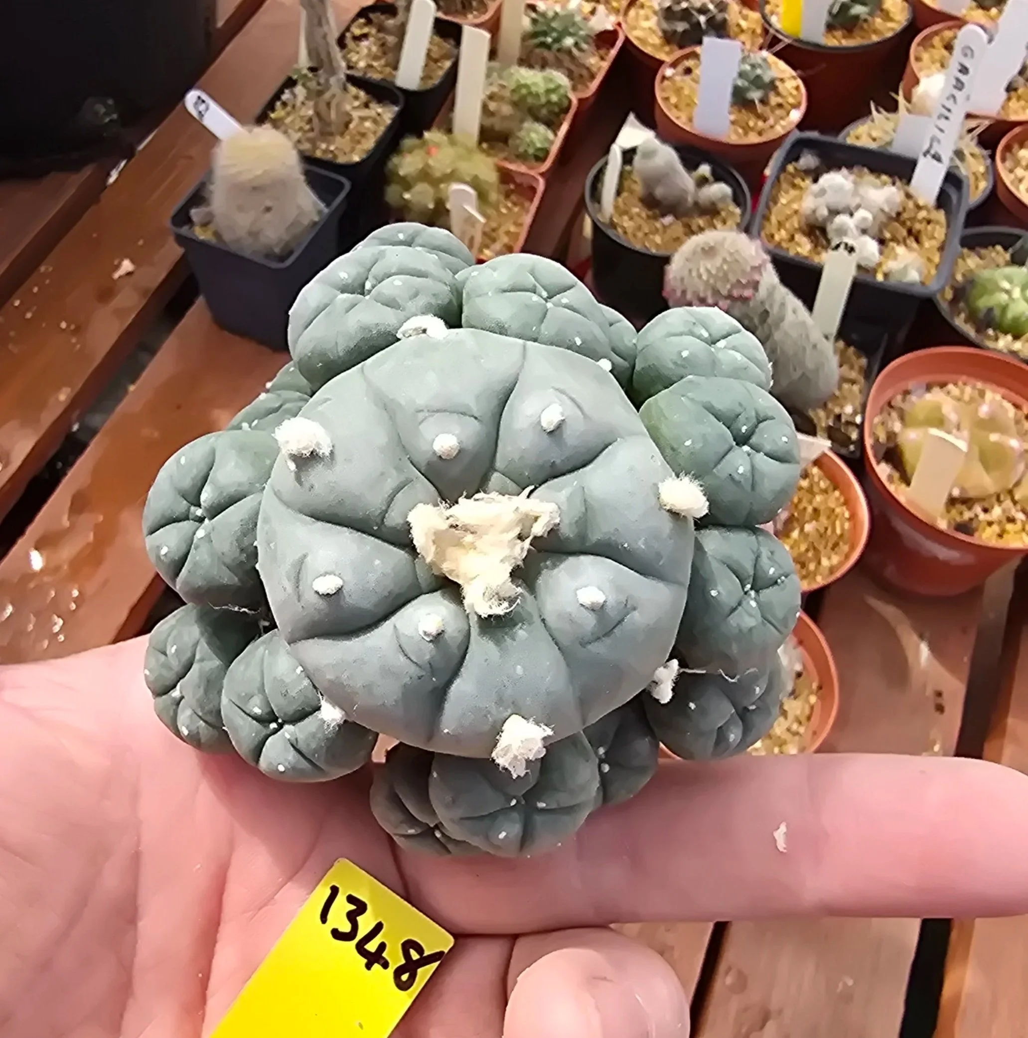 Lophophora williamsii var. caespitosa
