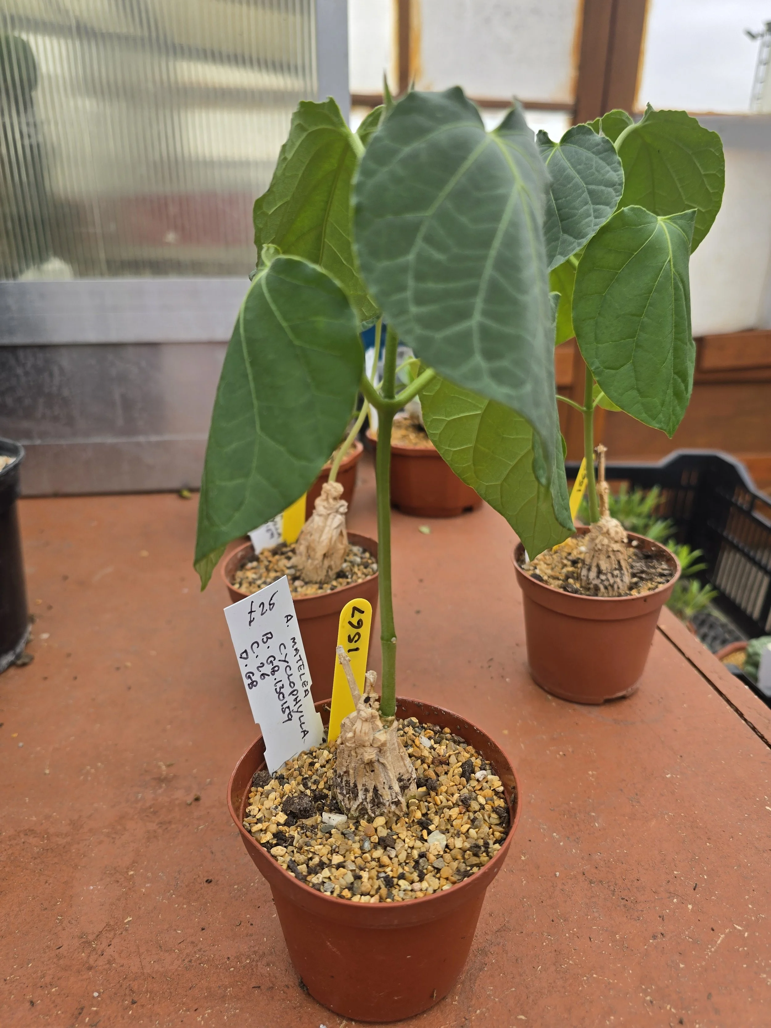 MATELEA CYCLOPHYLLA