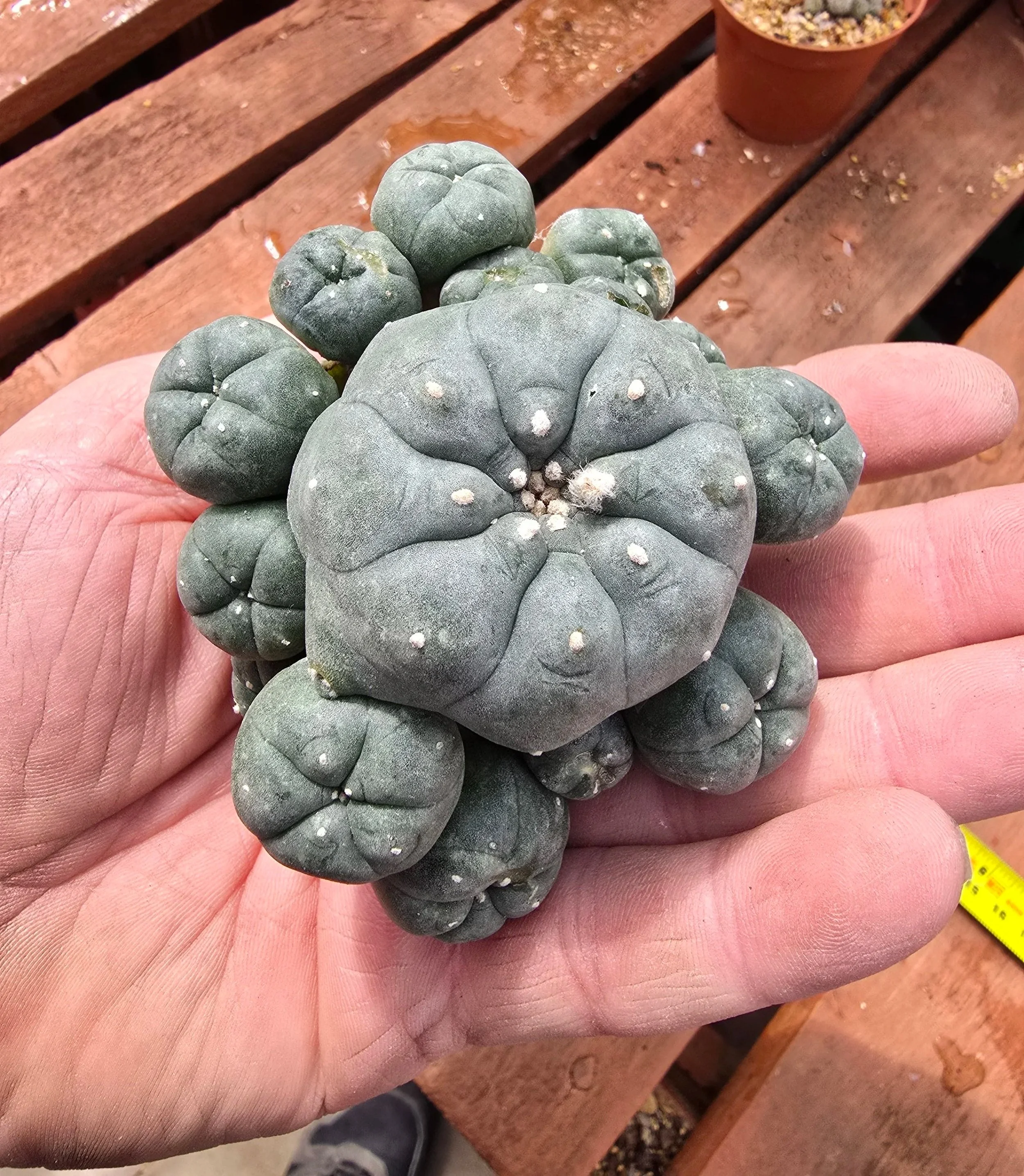Lophophora williamsii var. caespitosa