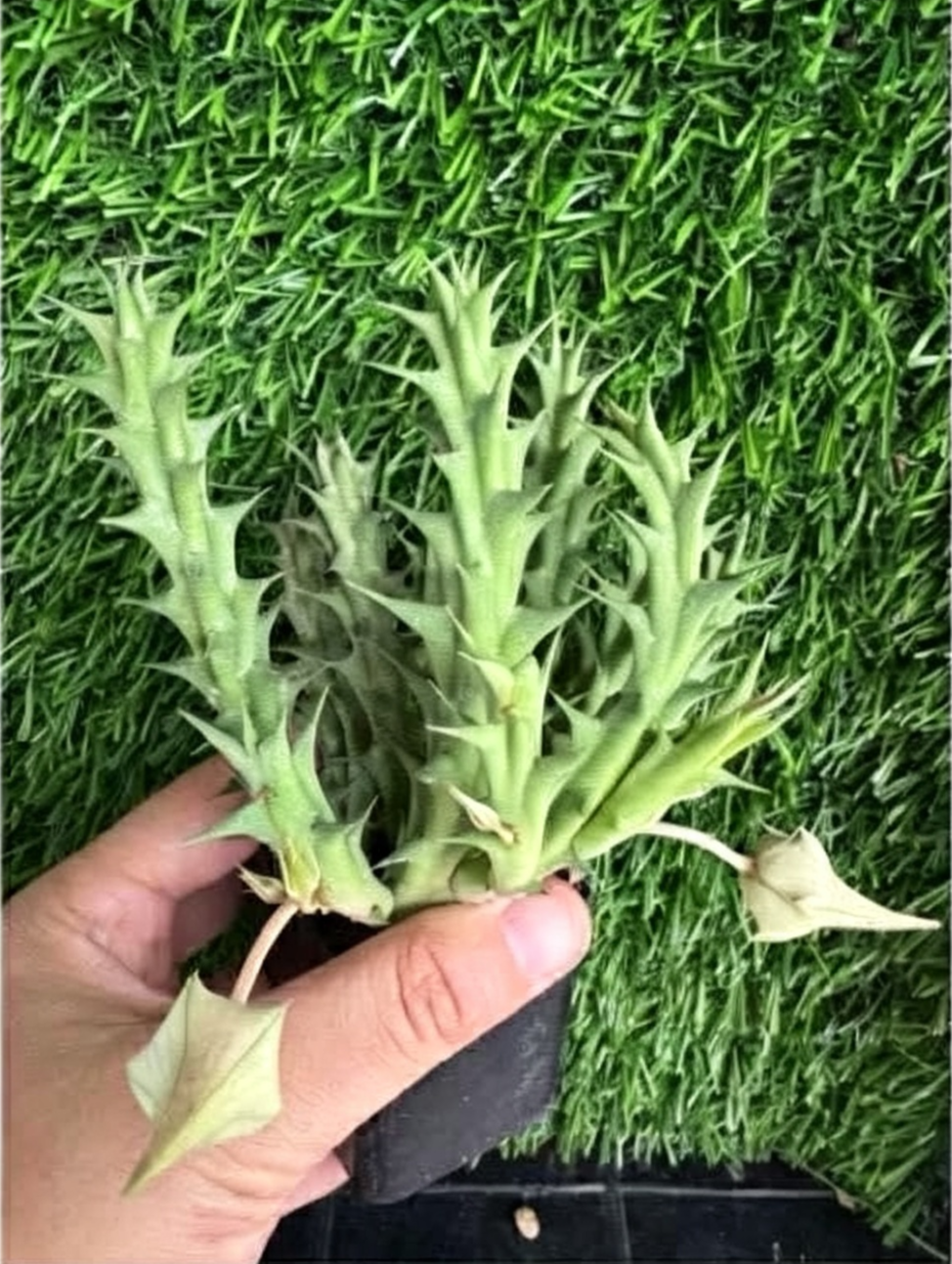 HUERORBEA+GOLDEN+WIZARD+%28PH%29.png