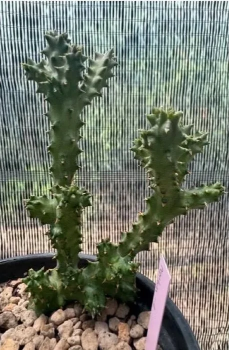 EDITHCOLEA+GRANDIS+PRANBURI+-+A.jpg